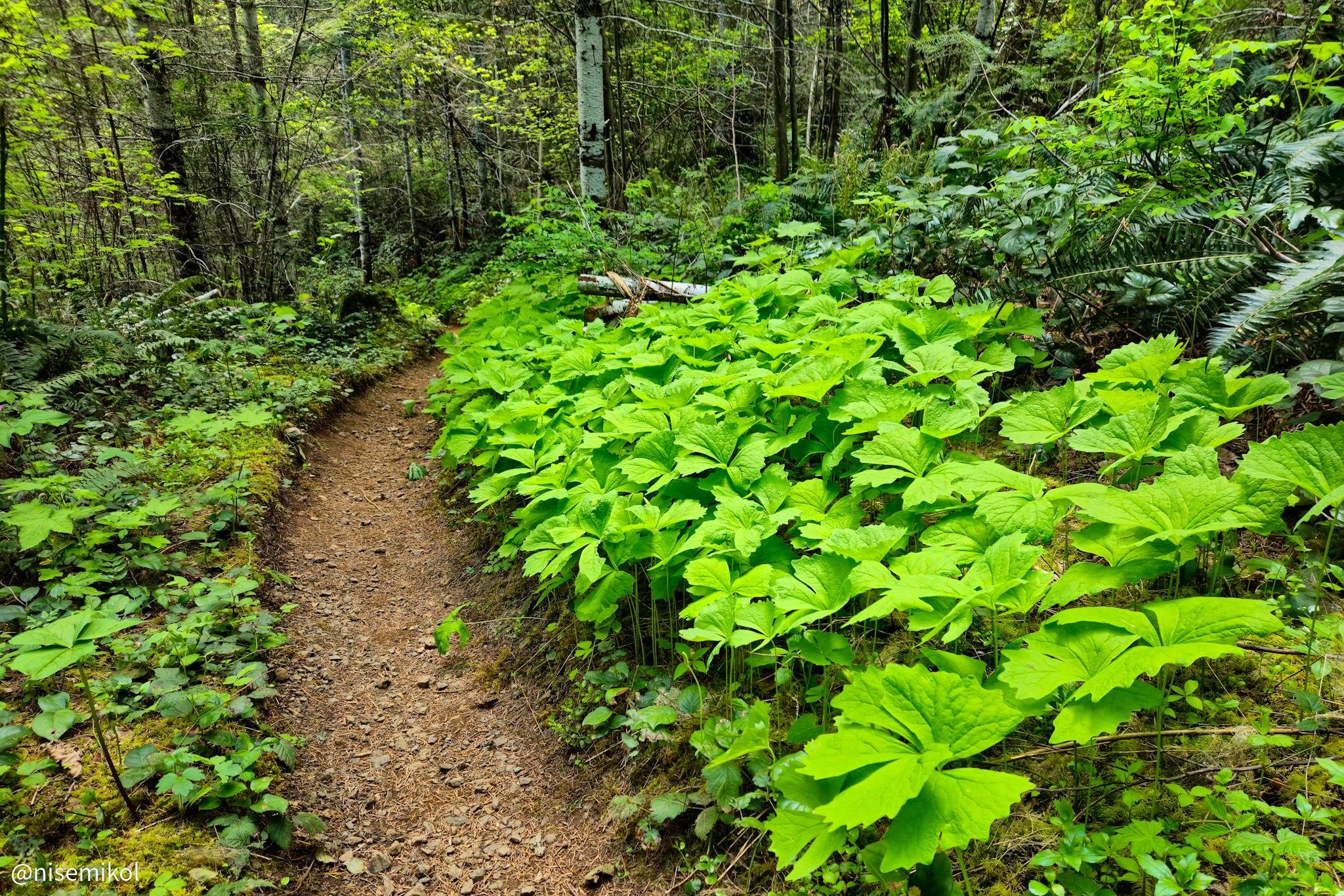 A narrow dirt trail winds through a lush forest, flanked by dense greenery. On the right side, large-leaved plants are prominently visible. Tall trees with slender trunks and dense foliage surround the area, allowing dappled sunlight to filter through. Ferns and small undergrowth plants complete the vibrant forest scene.