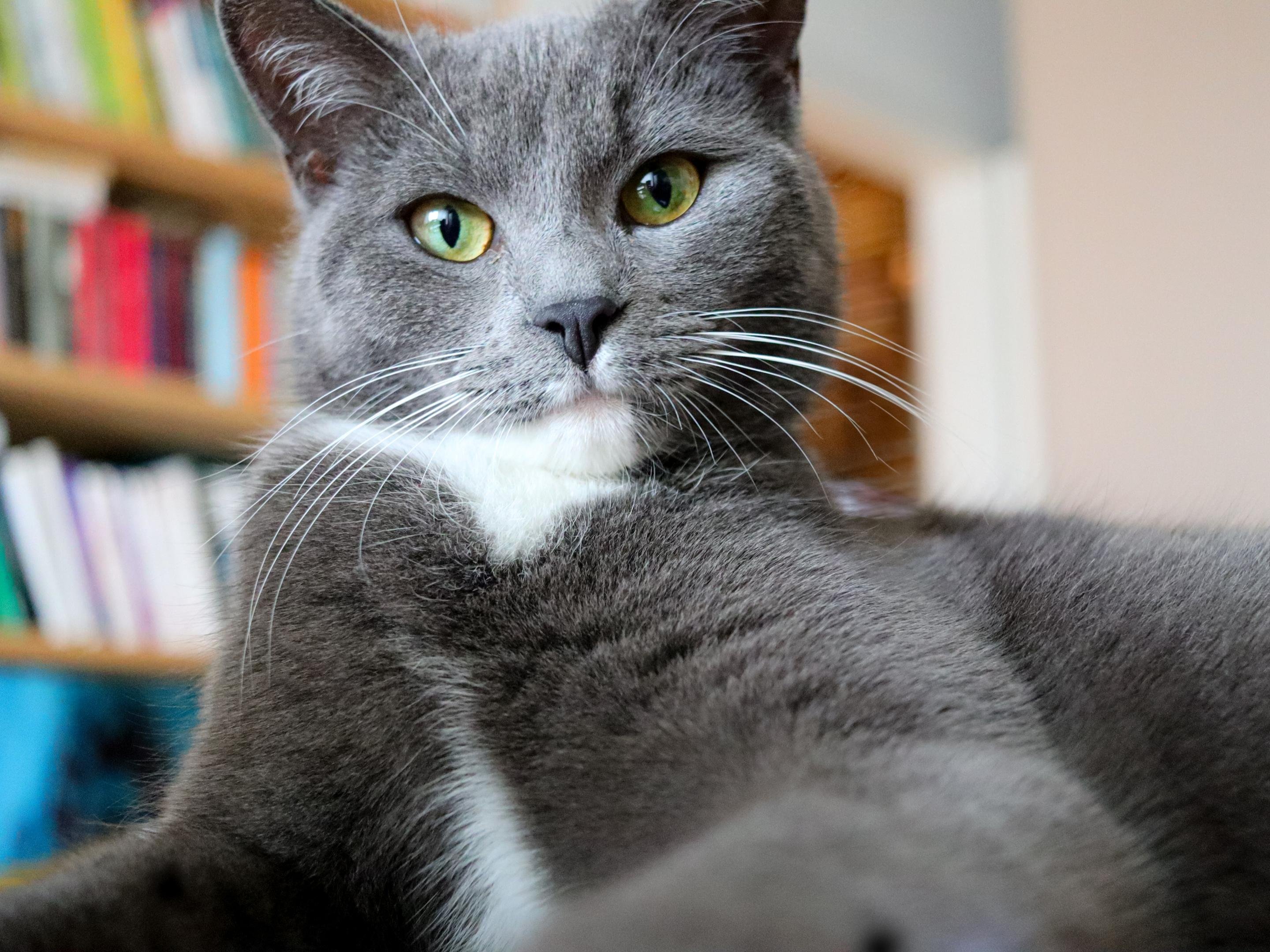 This image shows a gray and white cat with green eyes. The cat is sitting in what appears to be a room with bookshelves in the background.