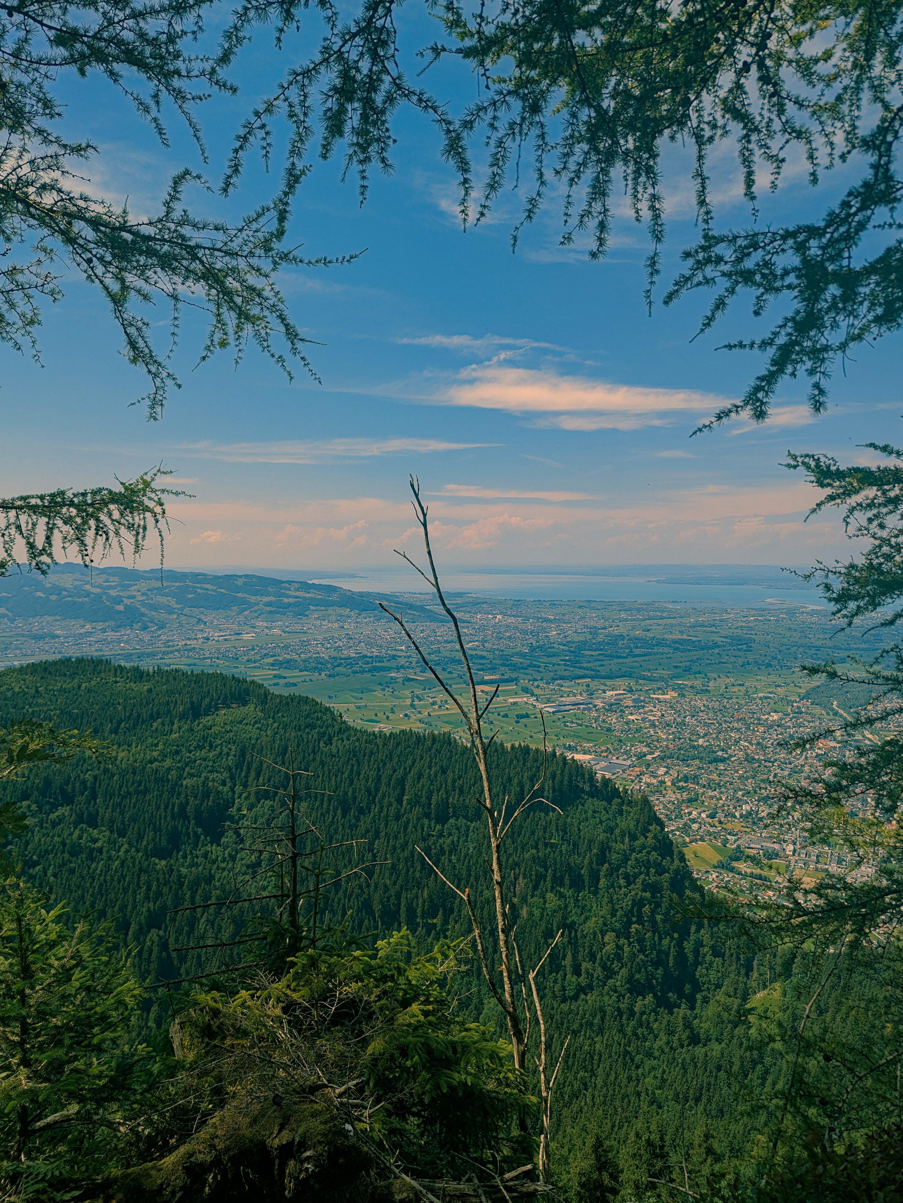 View from a forested mountainside overlooking a valley with towns and farmland, with a distant lake on the horizon under a blue sky with scattered clouds; evergreen branches frame the top and sides, and bare twigs rise in the foreground.