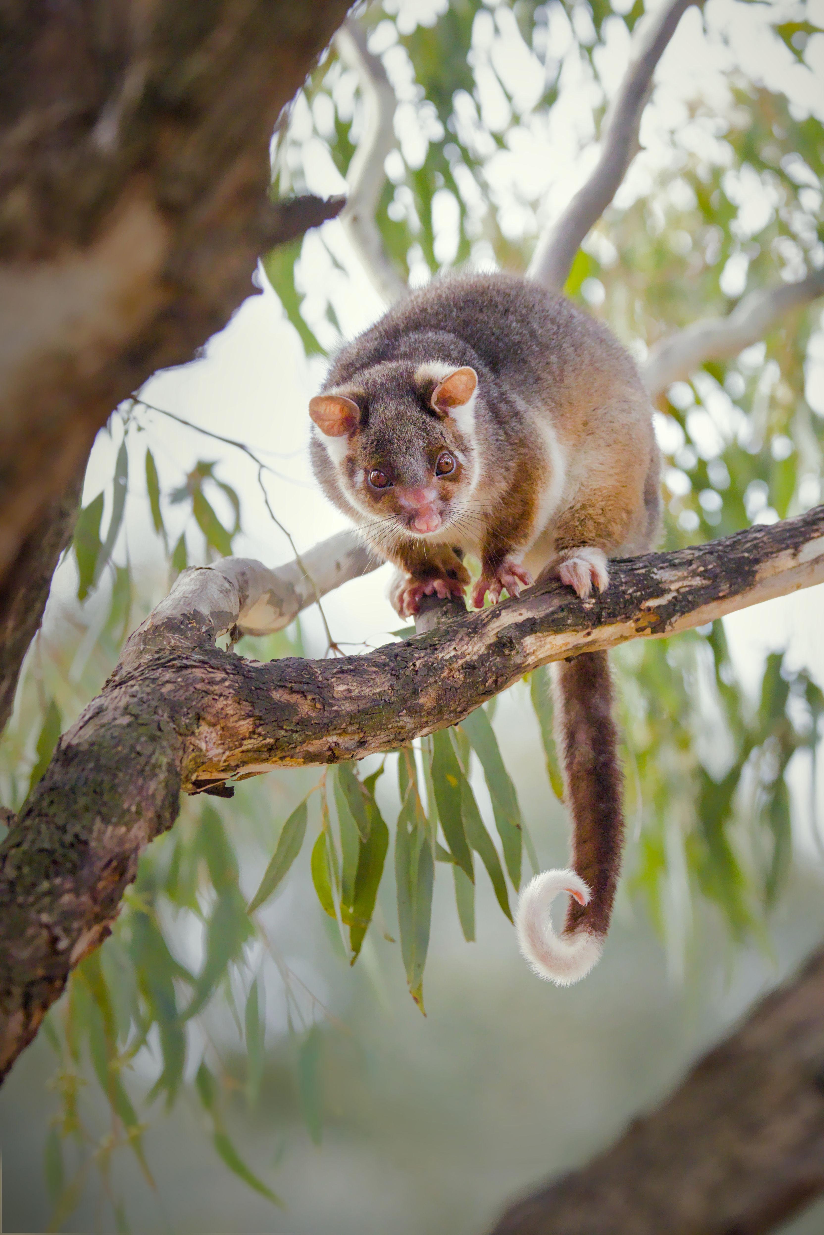 A ring tail possum perched on a tree branch, with eucalyptus leaves in the background and its long tail hanging down with a white curled tip.