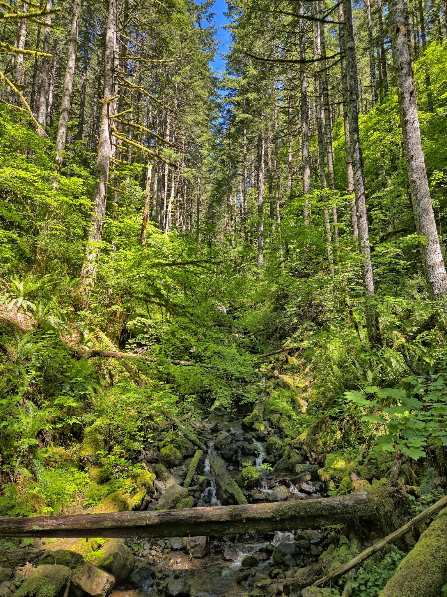Tall evergreen trees with dense green foliage line both sides of a narrow stream. The stream is surrounded by rocks and fallen moss-covered logs. Sunlight filters through the tree canopy, creating patches of light on the forest floor. The sky is visible as a narrow blue strip above the trees.