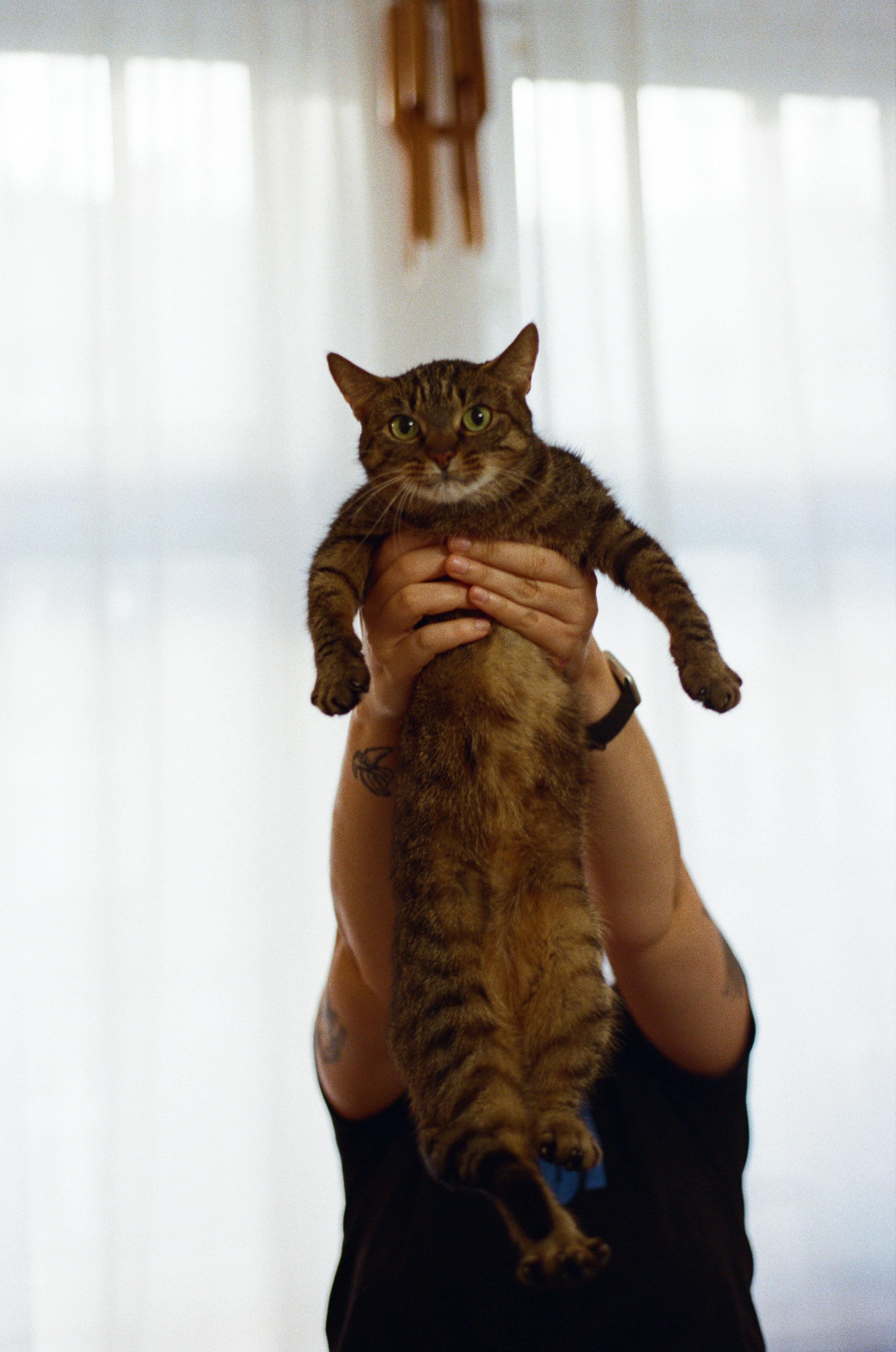 The image shows a person holding a tabby cat up in the air. The person is not visible above the shoulders, and the focus is on the cat, which has a curious or slightly surprised expression.