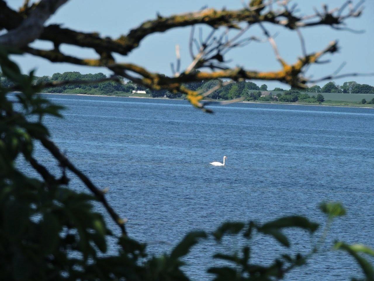 A swan floats on a large body of water with a view of distant, tree-lined land in the background. Foreground includes blurred branches and leaves framing the scene.