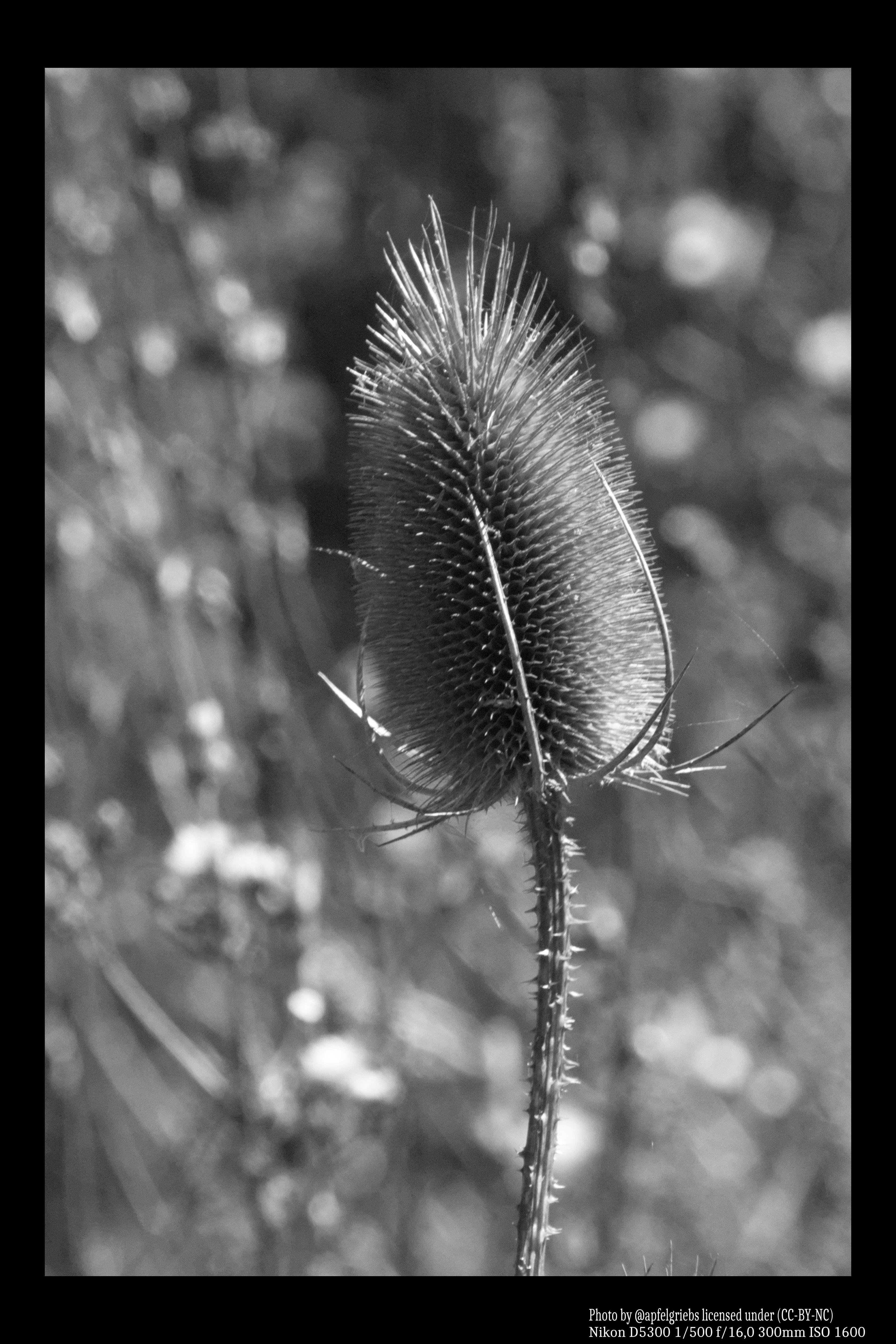 The image shows a black and white photograph of a teasel plant. The teasel has a distinct spiky appearance and a long stem, with its characteristic cone-shaped flower head. The background is blurred, giving emphasis to the teasel in the foreground.