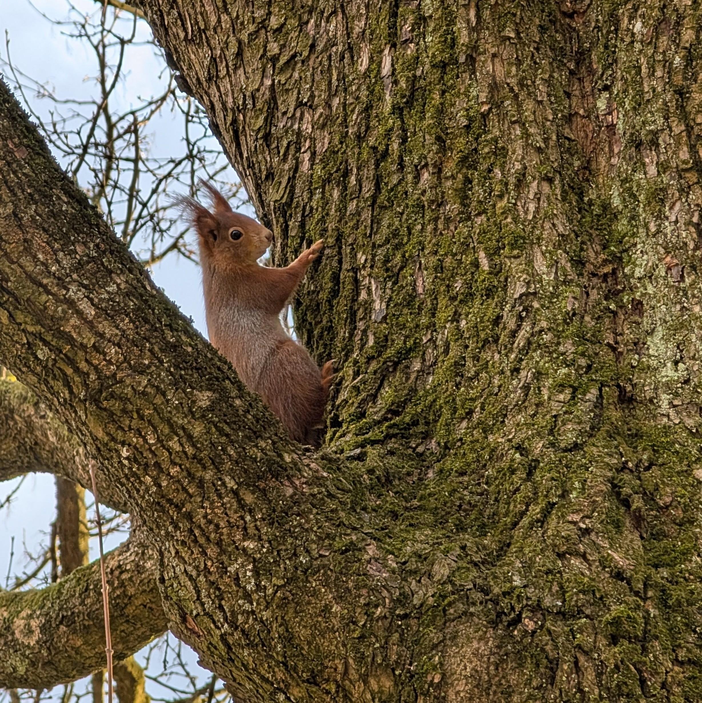 The image shows a squirrel climbing  the trunk of a tree.