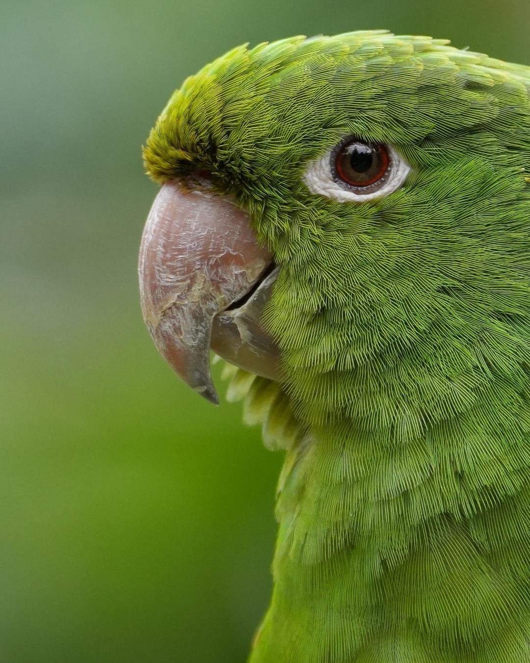 Close-up side profile of a green parrot’s head, showing a pale hooked beak, red-brown eye with a white ring, and detailed feather texture against a blurred green background.