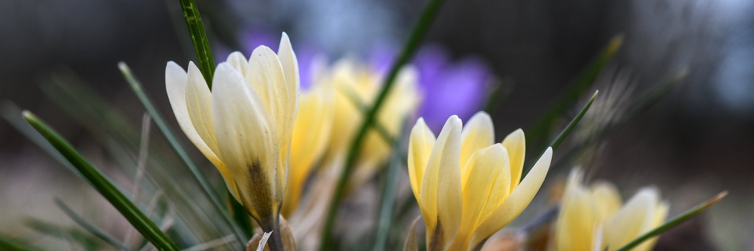 header profile