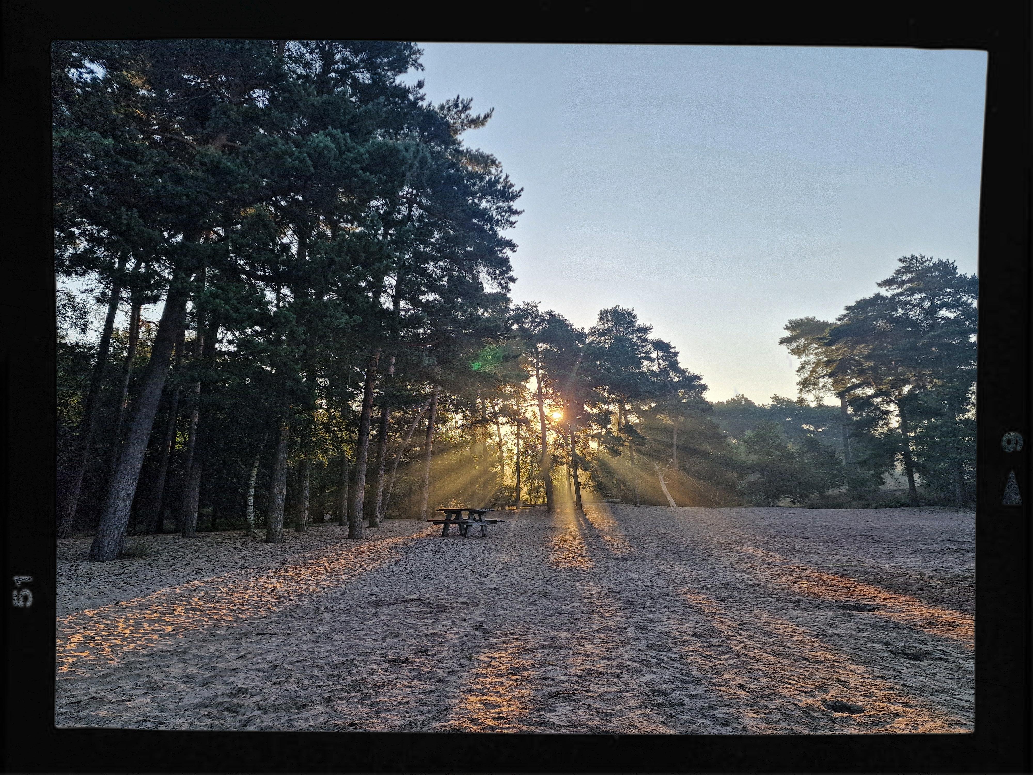 A serene sunrise scene at the Herperduin, captured in a slightly edited, softly enhanced style. The early morning sun rises through a stand of tall pine trees, sending long golden rays across the sandy forest floor like gentle fingers of light. The trees create a natural frame around the glowing sun, their dark silhouettes contrasting with the pale blue sky that is slowly brightening with dawn. In the center-left of the image stands a simple wooden picnic table, quiet and untouched, adding a sense of peaceful solitude to the scene. The sand is textured with footprints and faint ridges, glowing warmly where the sunbeams strike it and remaining cool-toned in the shadows. The whole landscape feels calm, crisp, and still — a tranquil Herperduin morning moment filled with soft light, fresh air, and the promise of a new day.