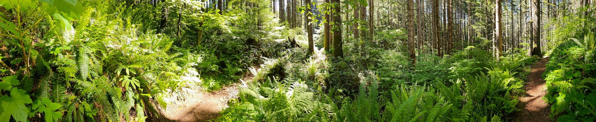 Panorama of a sunlit forest scene with tall, slender trees and a dense undergrowth of bright green ferns. A dirt trail cuts through the forest. Sunlight filters through the canopy, casting dappled shadows on the forest floor.