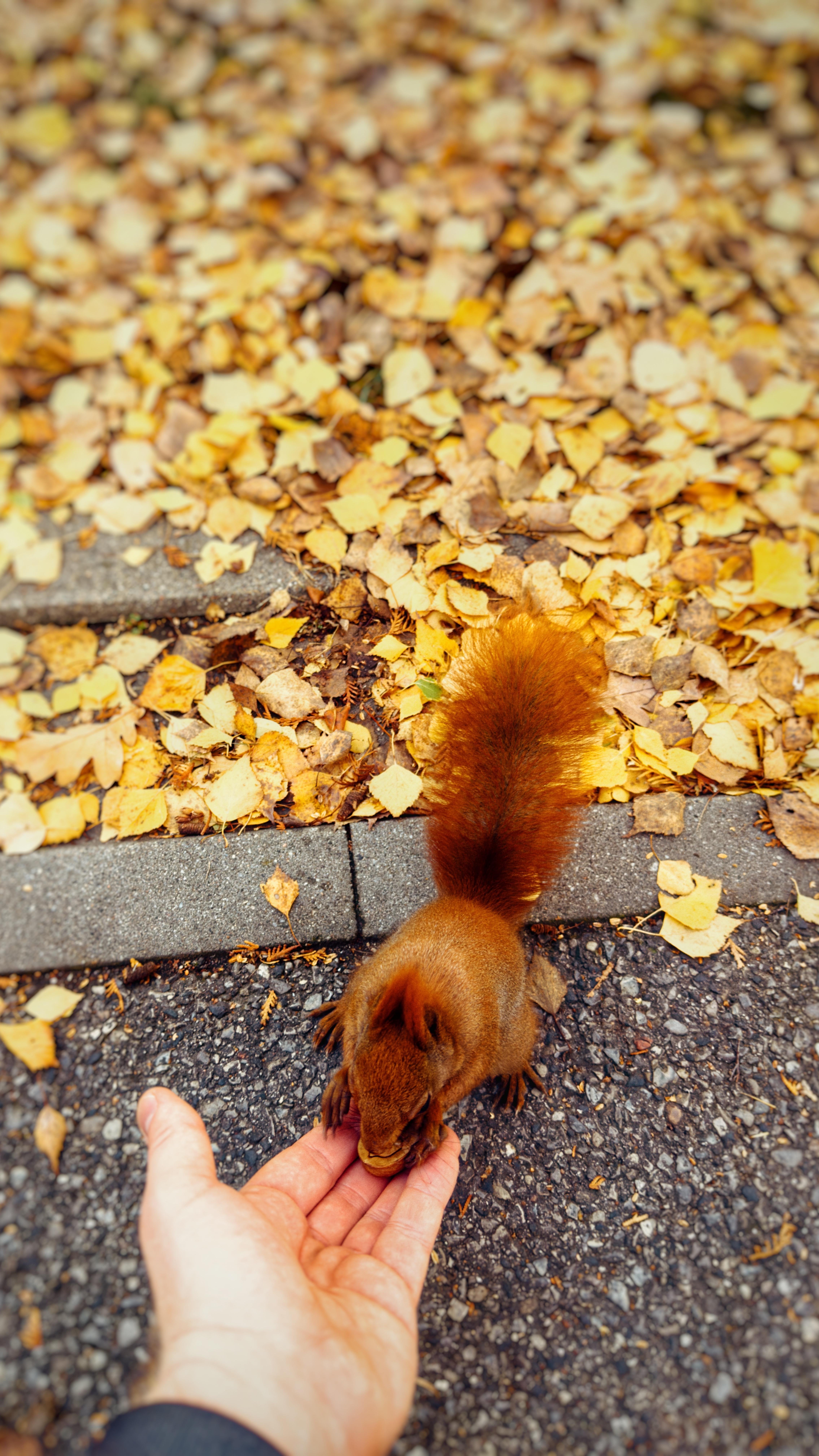 Squirrel picking a walnut from the hand. Yellow and orange leaves in the background.