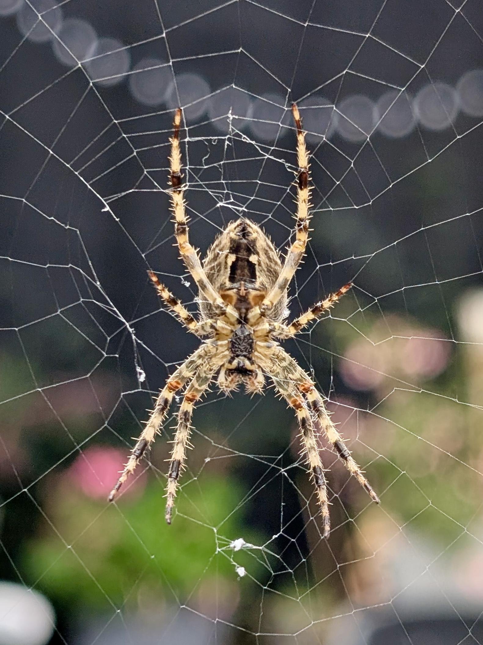 A spider with a striped, brown and cream-colored body and long, spindly legs is centered on an intricate web. The web features radial and circular threads, set against a blurred background of soft, circular light patterns and hints of greenery.