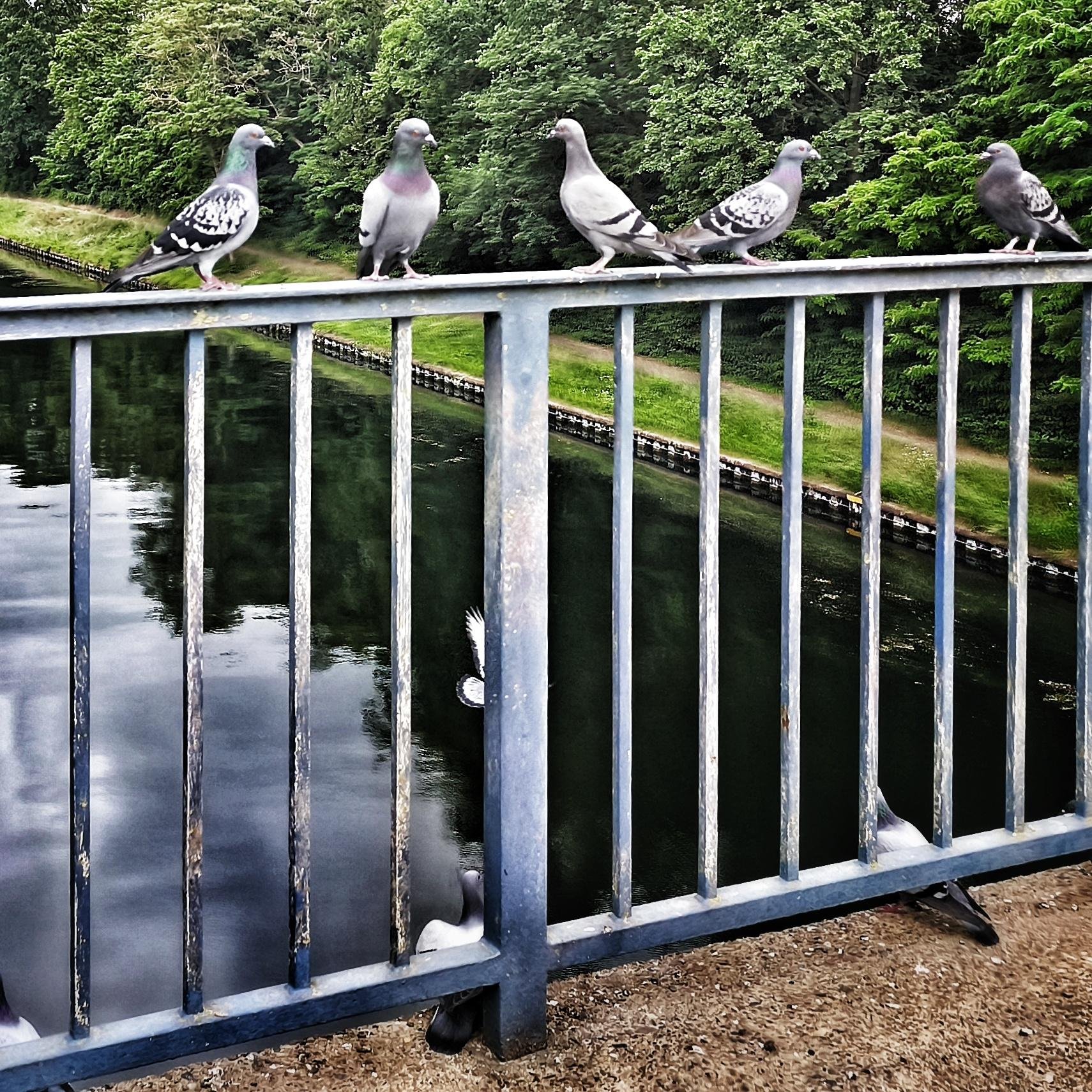 Five pigeons perched on the top rail of a metal bridge railing above a calm river, with vertical bars in the foreground, a grassy riverbank and path, and dense green trees in the background.
###
Fünf Tauben saßen auf dem oberen Holm eines Metallgeländers über einem ruhigen Fluss; im Vordergrund waren senkrechte Streben zu sehen, am Ufer eine Grasfläche und ein Weg, und im Hintergrund standen dicht belaubte, grüne Bäume.