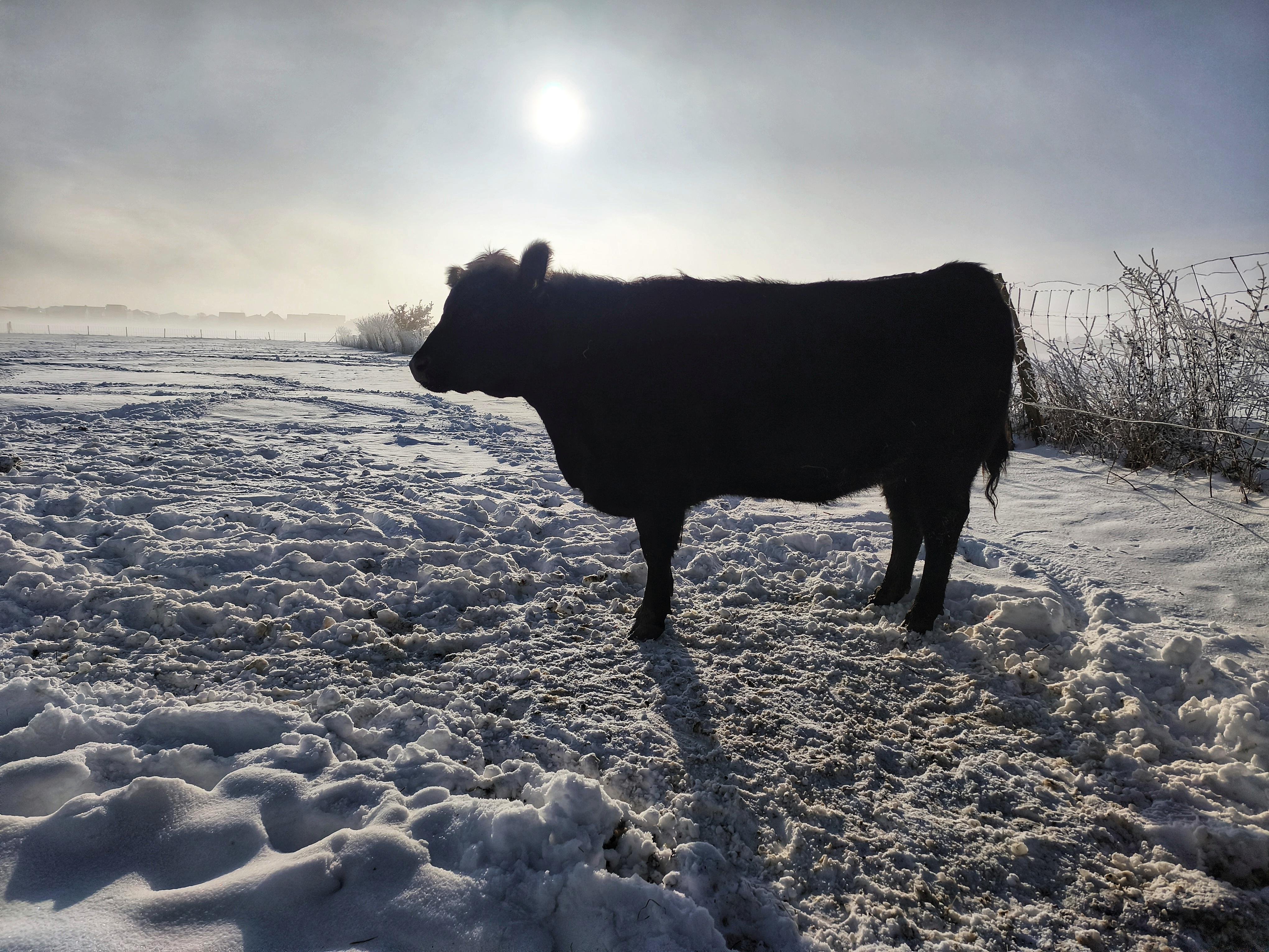 Silhouetted black cow standing on a snow-covered field, backlit by a low sun in a hazy sky, with a wire fence and leafless shrubs on the right and a long shadow stretching across the snow. 
### 
Eine schwarze Kuh steht als Silhouette auf einem schneebedeckten Feld, im Gegenlicht einer tiefstehenden Sonne in einem diesigen Himmel. Rechts davon befinden sich ein Drahtzaun und blattlose Sträucher, und ihr langer Schatten erstreckt sich über den Schnee.