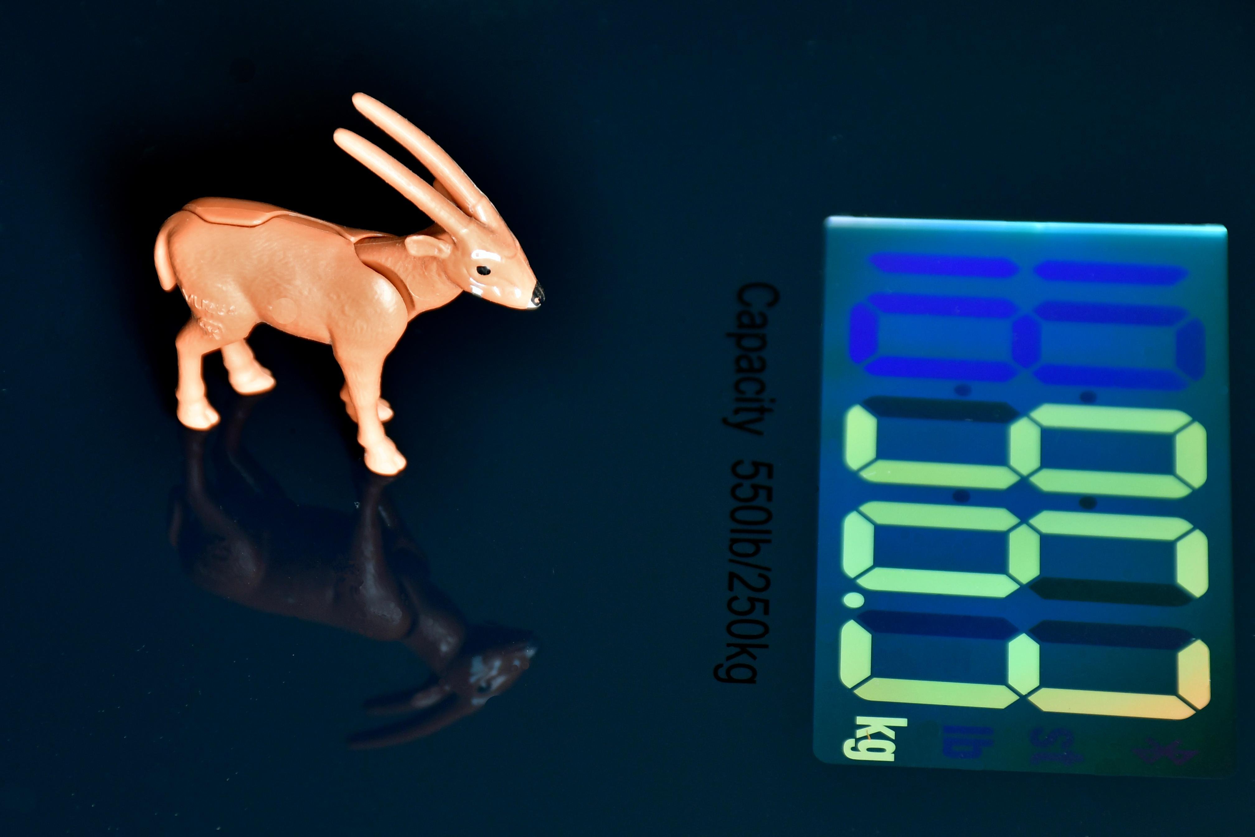 Toy animal figure with long horns placed on a digital scale; the display reads 96.3 kg. Scale capacity is marked as 550 lb/250 kg. 
### 
Spielzeugtierfigur mit langen Hörnern auf digitaler Waage platziert, das Display liest 96,3 kg. Die Skalierung ist mit 550 lb/250 kg gekennzeichnet. 