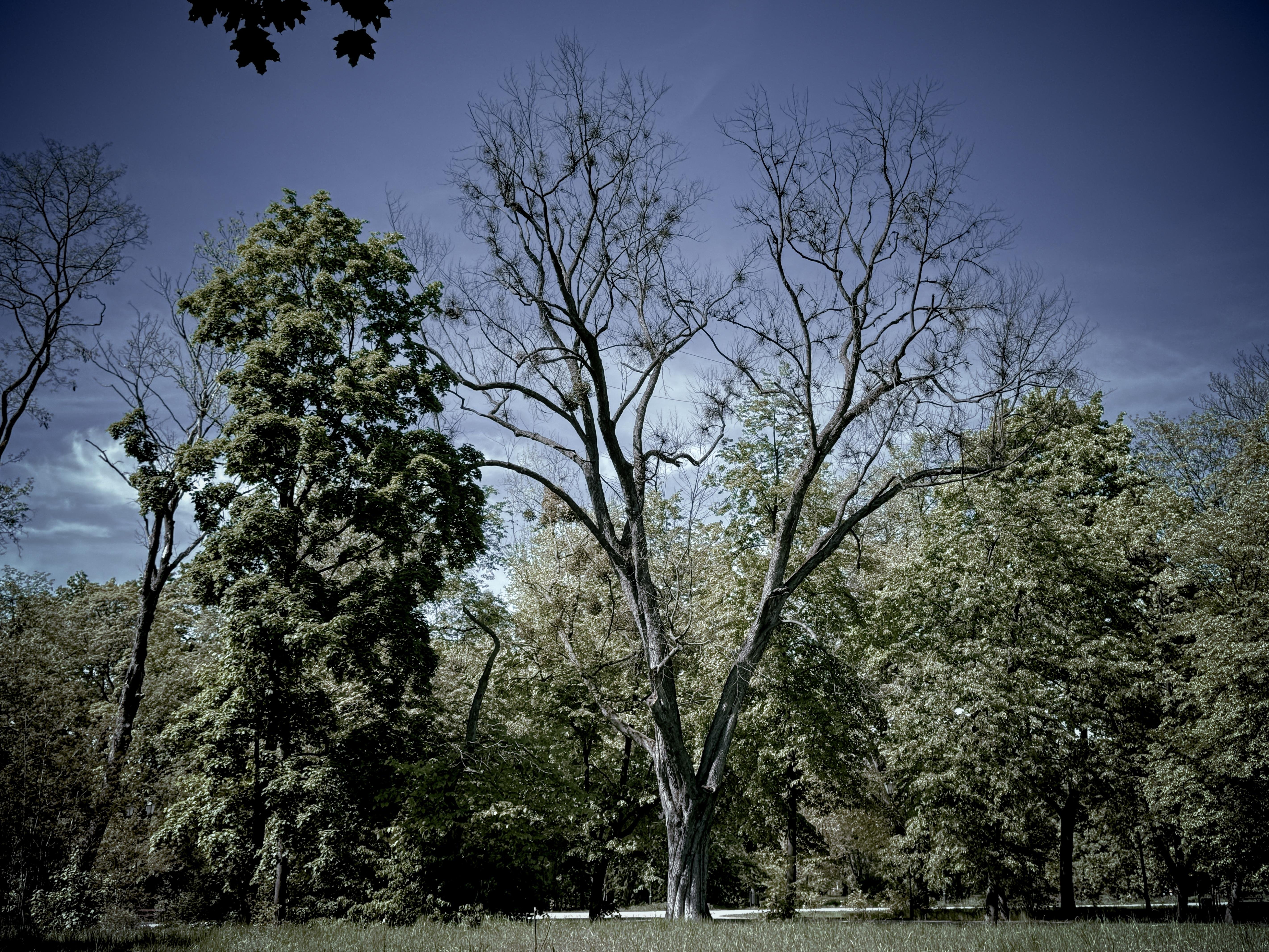 The image shows a landscape with trees. There is a central tree with sparse branches and no leaves, surrounded by other trees with more foliage. The sky is visible in the background.
