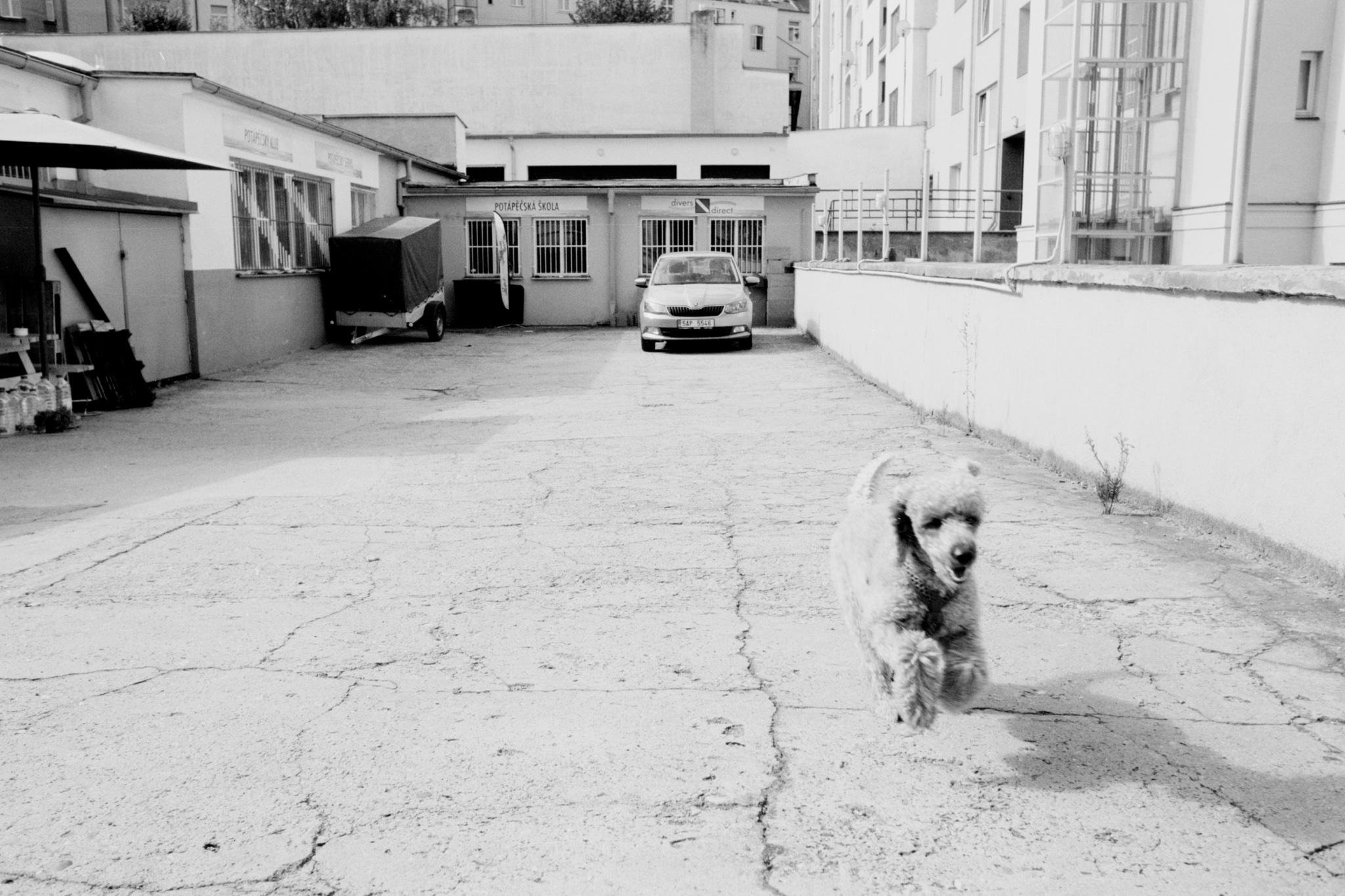 Black-and-white photo of a small fluffy dog running across a cracked concrete courtyard between buildings, with a parked car and a covered trailer near garage doors in the background.