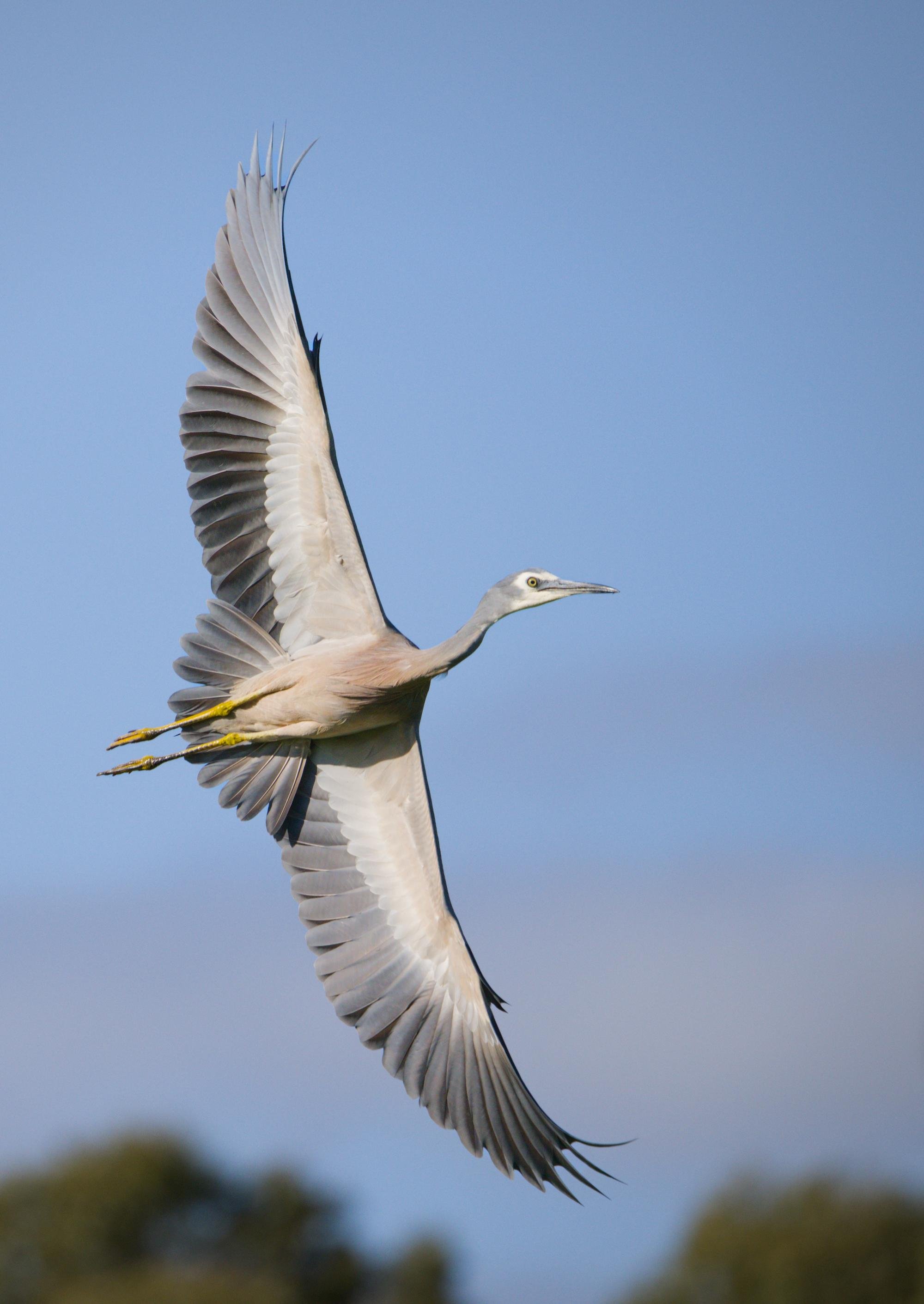 A white-faced heron in flight with wings fully spread, long neck and pointed beak extended, and yellow legs trailing against a clear blue sky.
