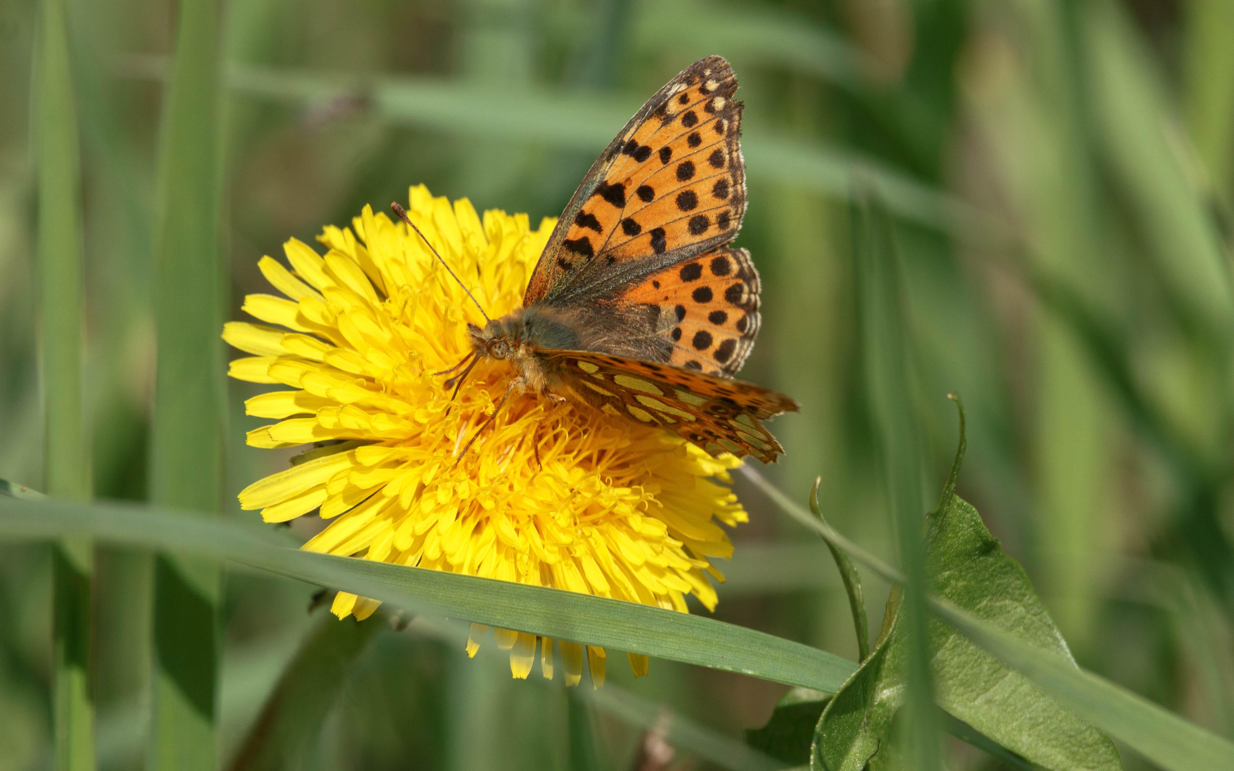 A Queen of Spain fritillary (Issoria lathonia) feeding on a dandelion.