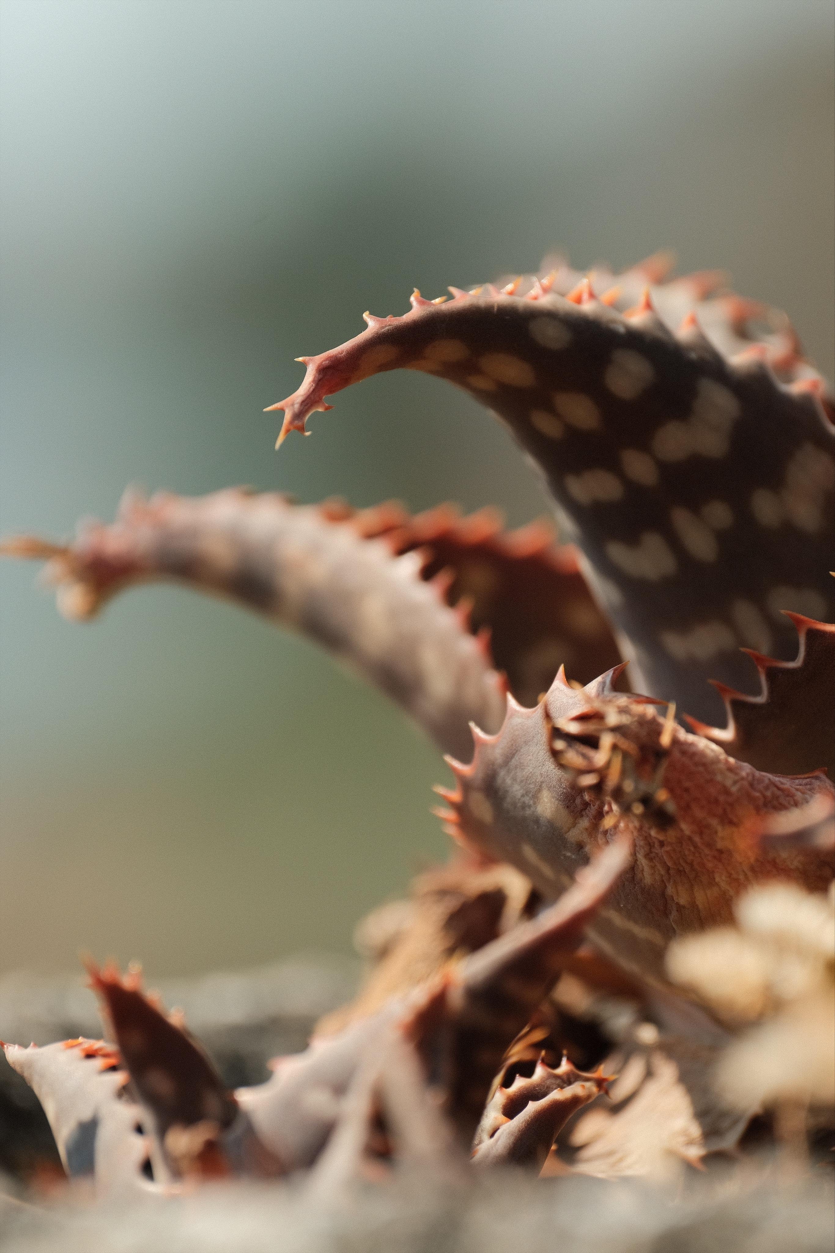 A close up view of a bronze-colored Aloe plant with curved leaves with pointy spikes along the edges.