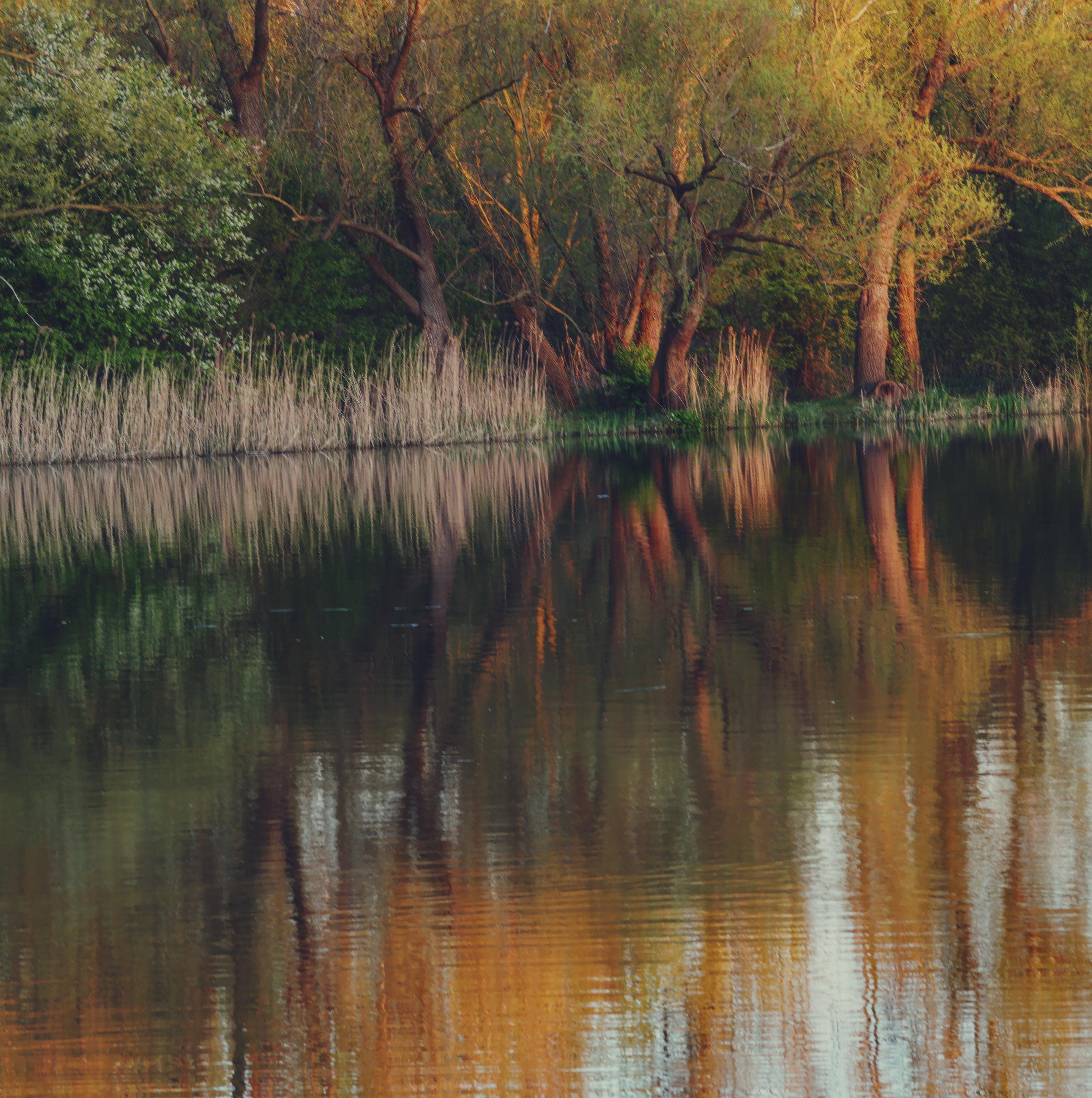Tree-lined pond with tall reeds along the shore; warm sunlight on trunks and foliage reflected in calm, rippling water.