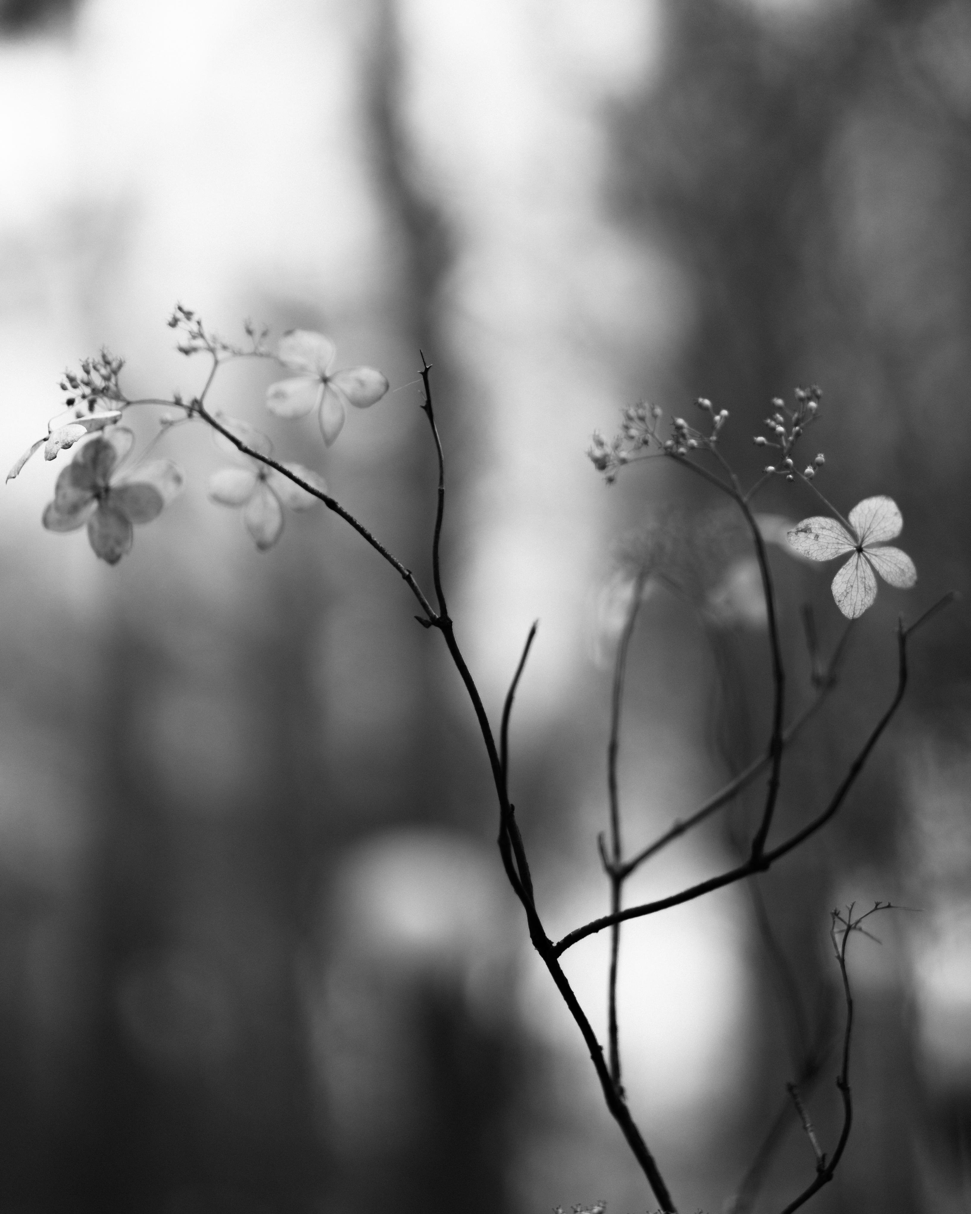 Black and white image of delicate, bare branches with small four-petal flowers and buds. The background is softly blurred, creating a bokeh effect with subtle light and dark contrasts.