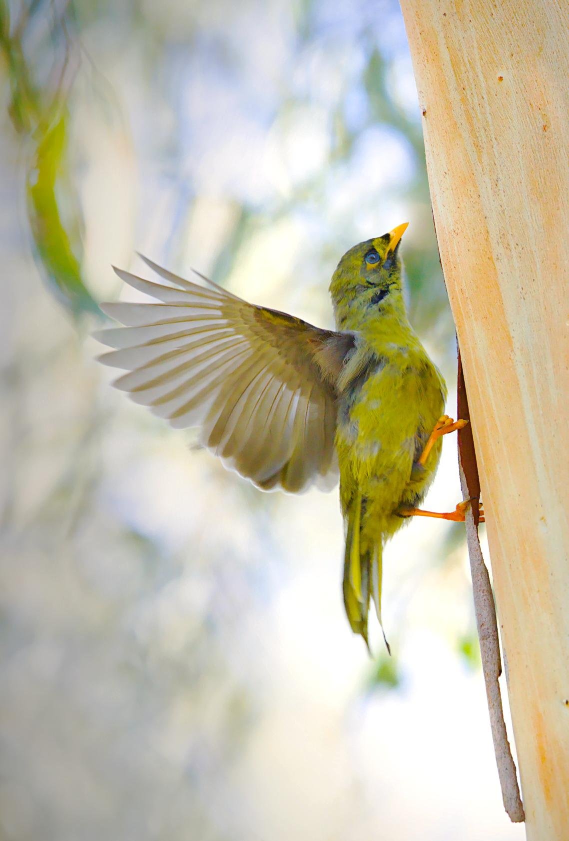 A Bell miner clinging to the side of a pale tree trunk, one wing spread wide and beak pointed upward, against a blurred light woodland background.