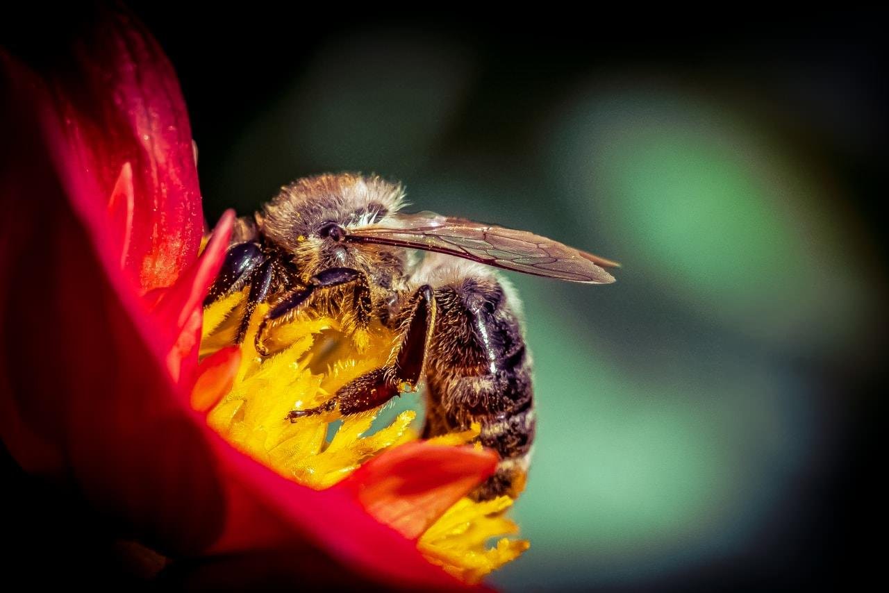 The image shows a close-up of a bee on a vibrant red and yellow flower. The bee is actively gathering nectar or pollen, and the details of its wings and body are clearly visible. The background is blurred, highlighting the bee and the flower.