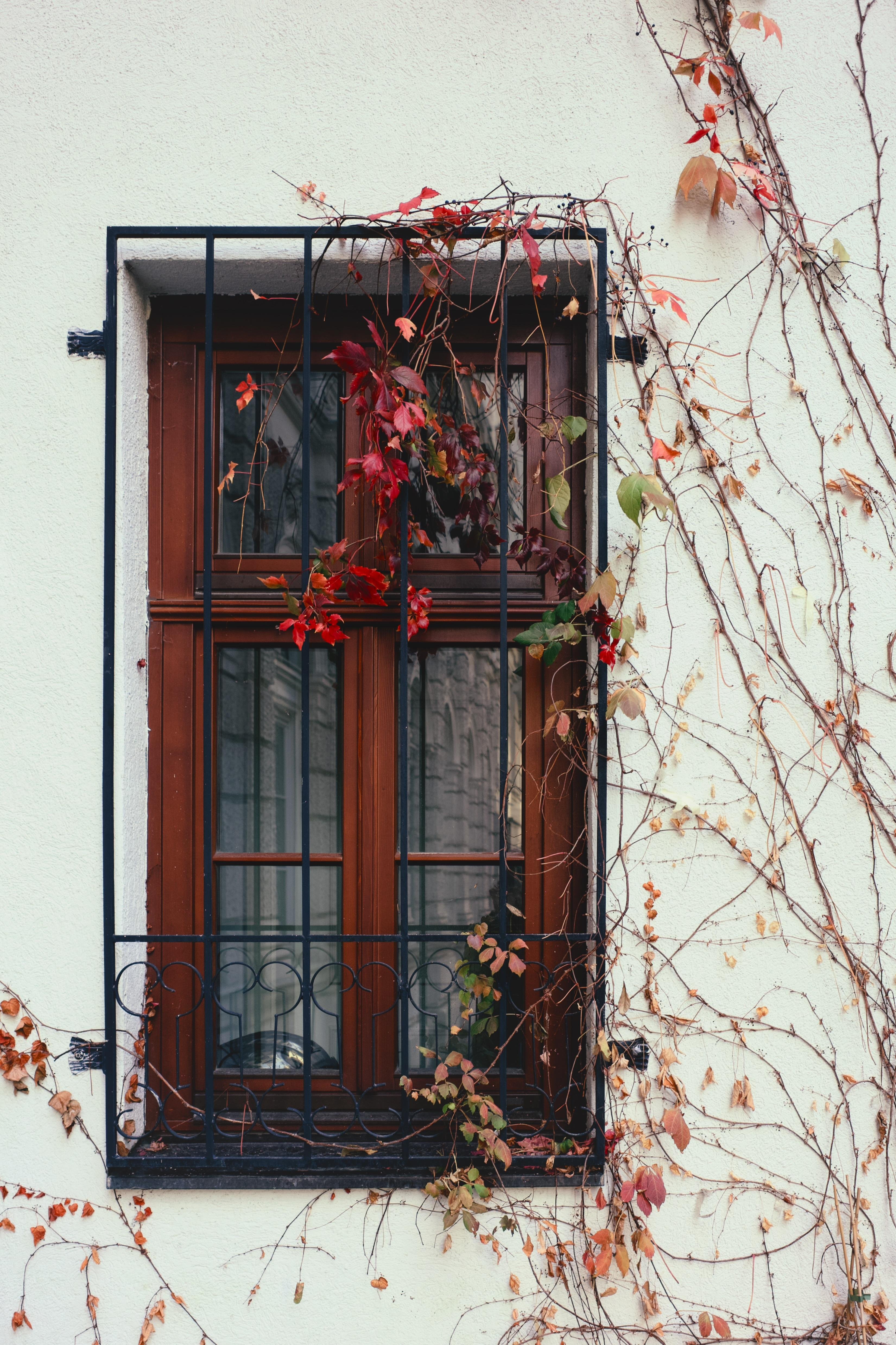 Brown wooden window with metal bars set in a white wall, surrounded by climbing vines with red and green leaves. Sparse dry vines extend across the wall, adding texture and contrast.