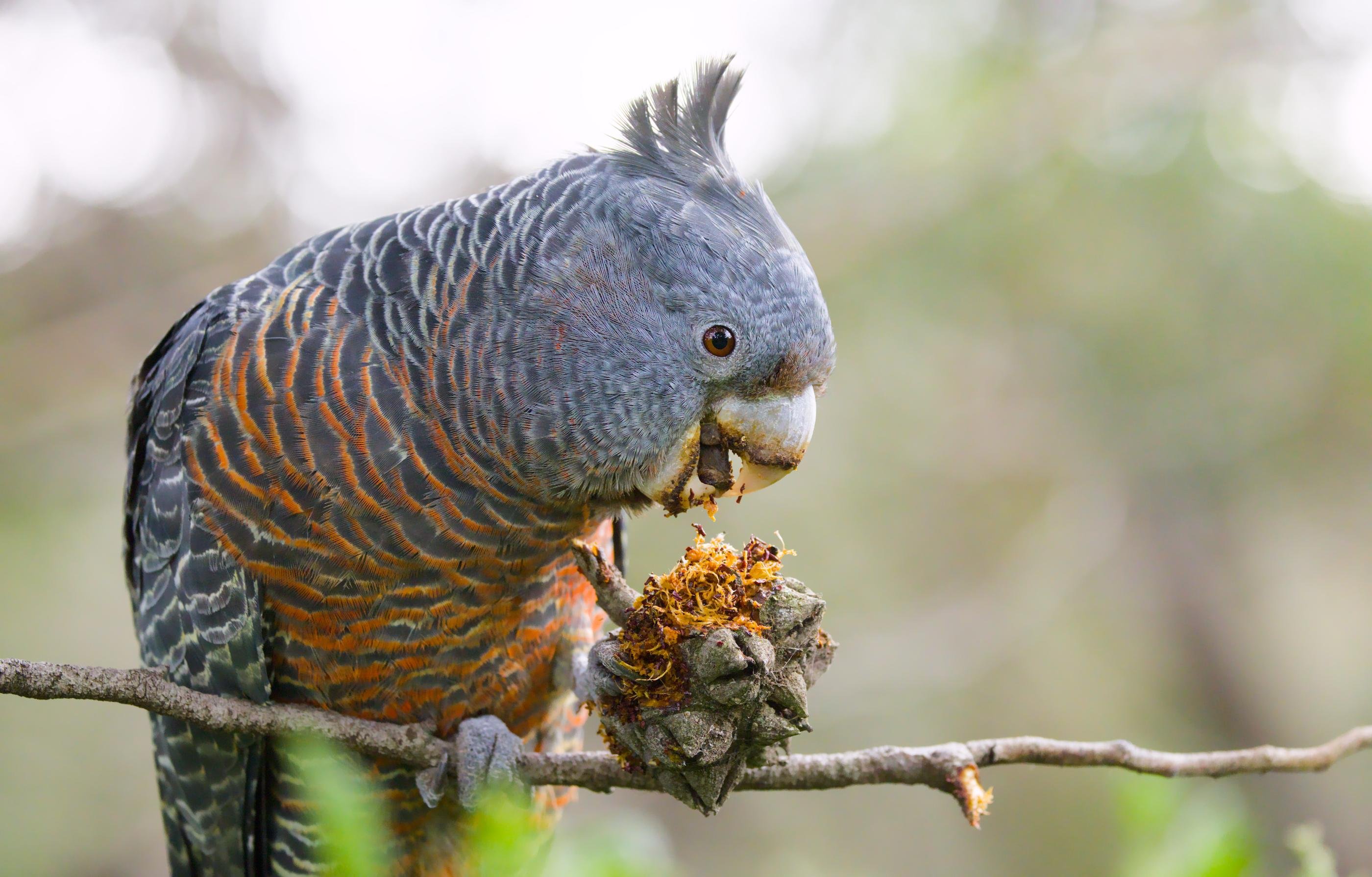 A female gang gang perched on a branch, holding a knobby seed pod in one foot while biting it