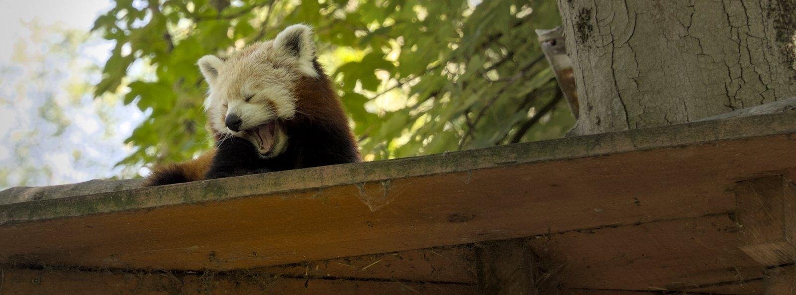 Photo format 16:10 d’un panda roux allongé sur une plateforme en bois qui se réveille de sa sieste en baillant.