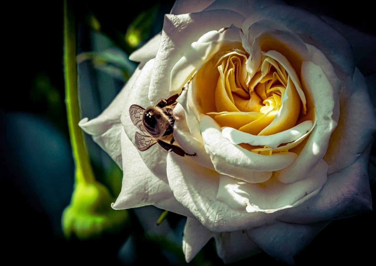 Close-up of a white rose with a pale yellow center, with a bee on the outer petal near the flower’s opening; dark, blurred background with a green stem and unopened bud on the left.