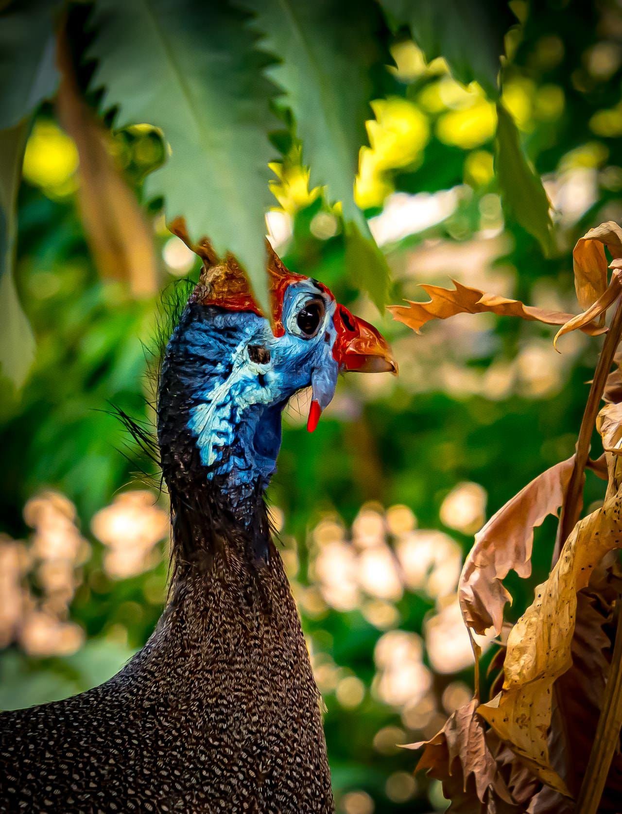 This image shows a Helmeted Guineafowl, recognizable by its distinct blue and red head and speckled black-and-white body. The bird is in a natural setting, surrounded by greenery and some dried leaves.