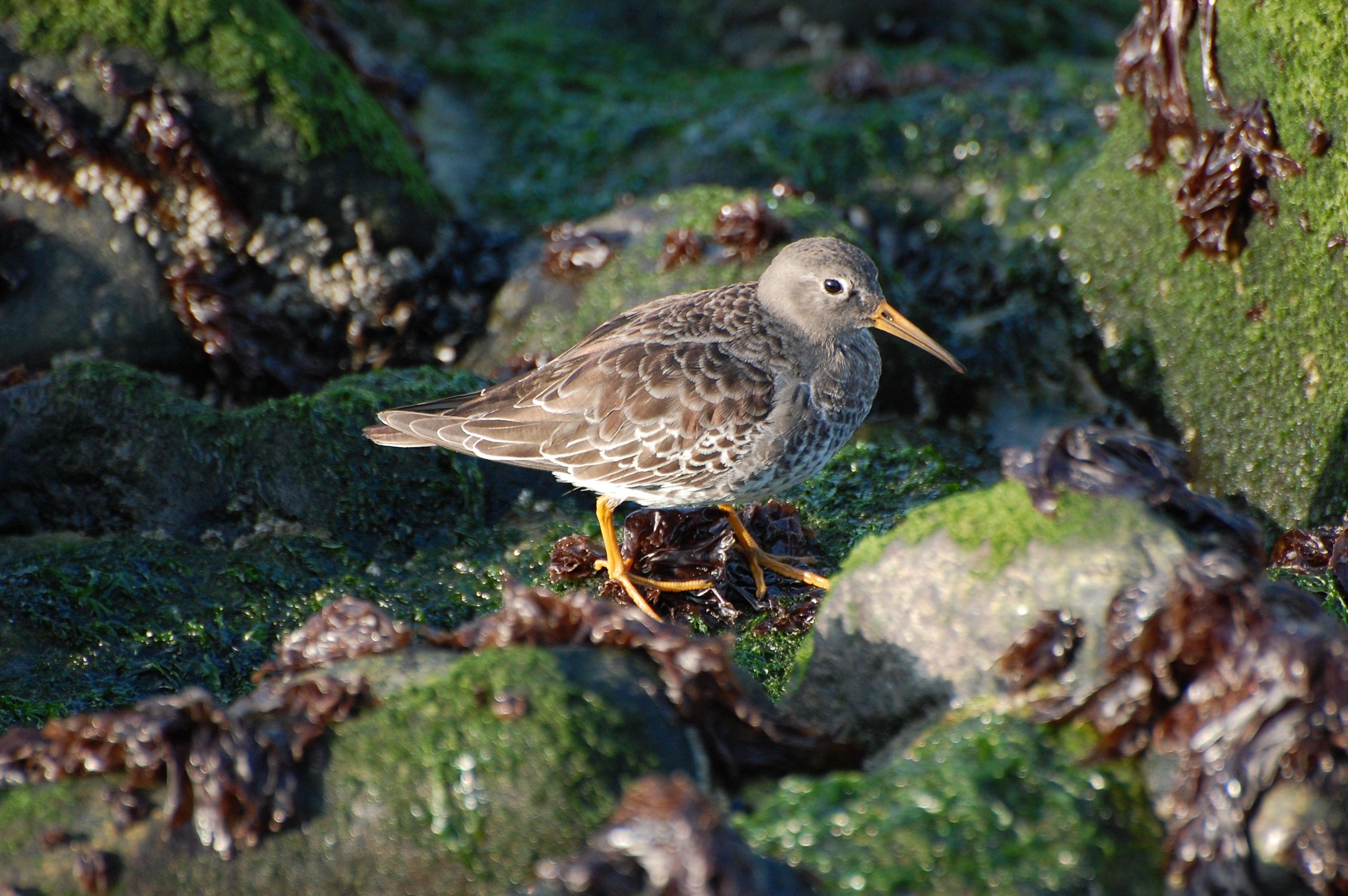 Brown and gray bird standing on moss-covered rocks with patches of seaweed. The bird has a slightly curved orange beak and bright orange legs. Sunlight highlights the bird's feathers, showing detailed patterns.