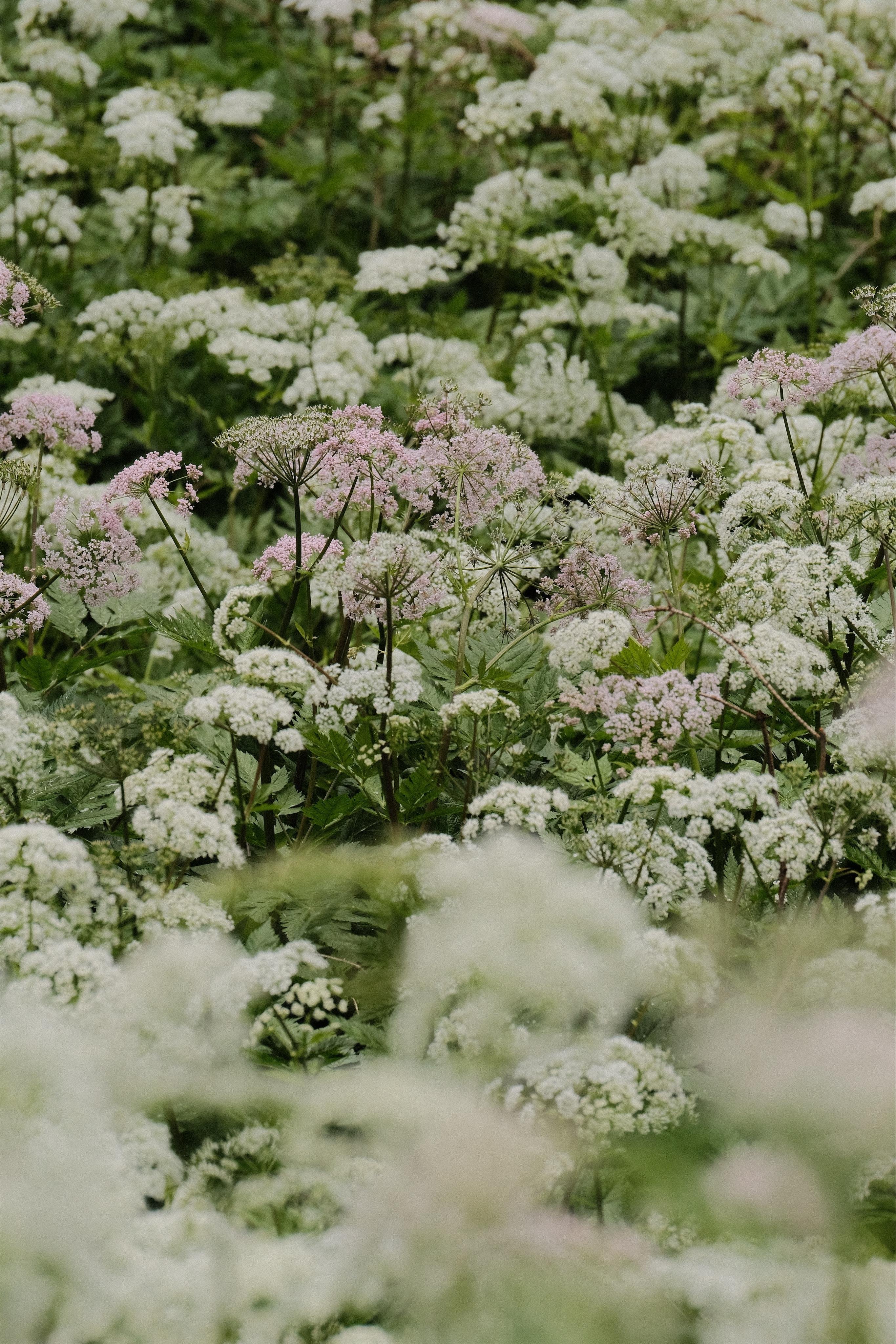 A meadow full of the Same white type of plant, Hylotelephium telephium on green grass. At the centre there are a few blossoms with a different colour: rose/pink, which have been focused. In the lower foreground there are a few very blurred out-of-focus blossoms.
