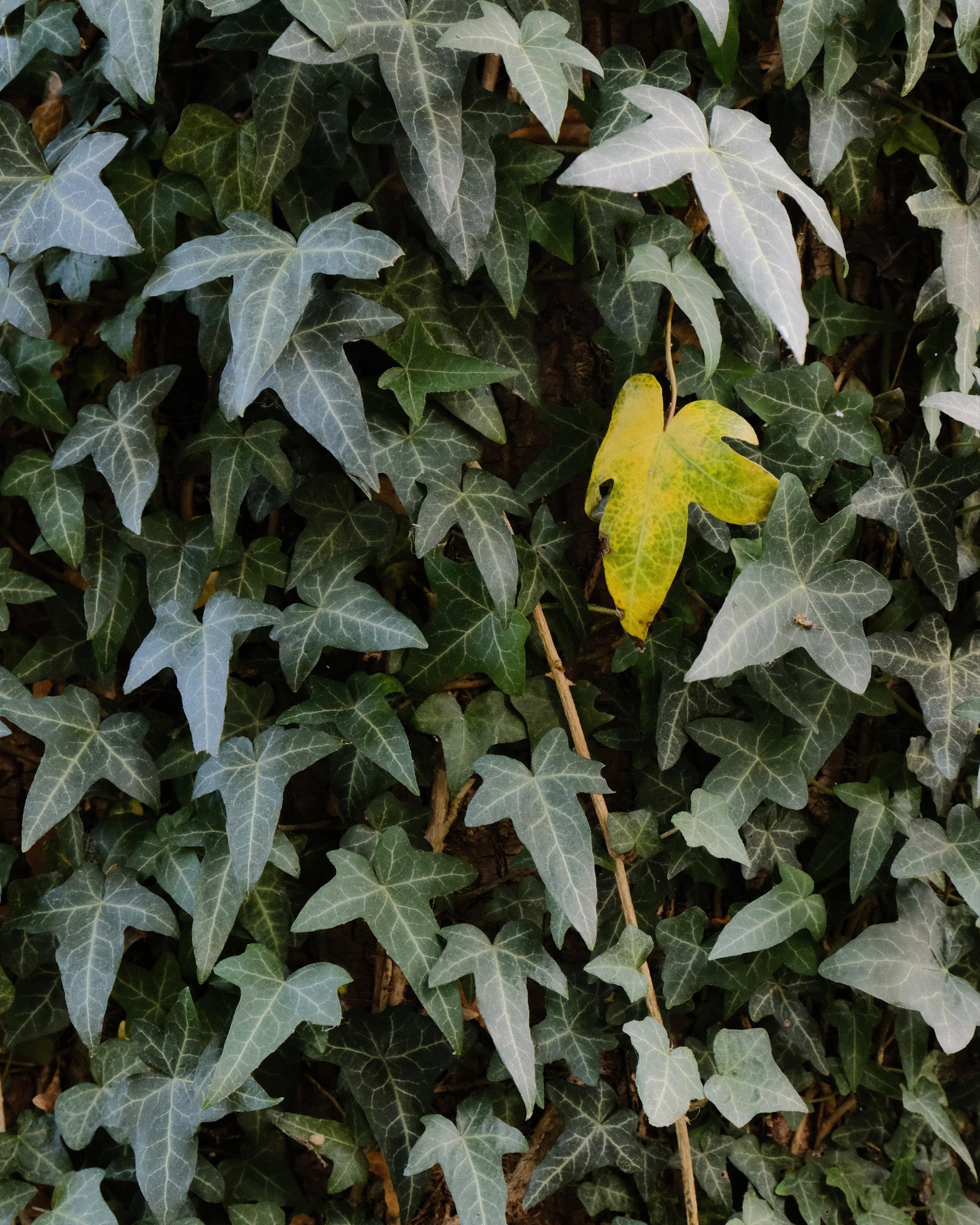 A dense layer of ivy leaves, covering the underlying tree trunk completely. All leaves are ivy-green, except for one, which is yellow.