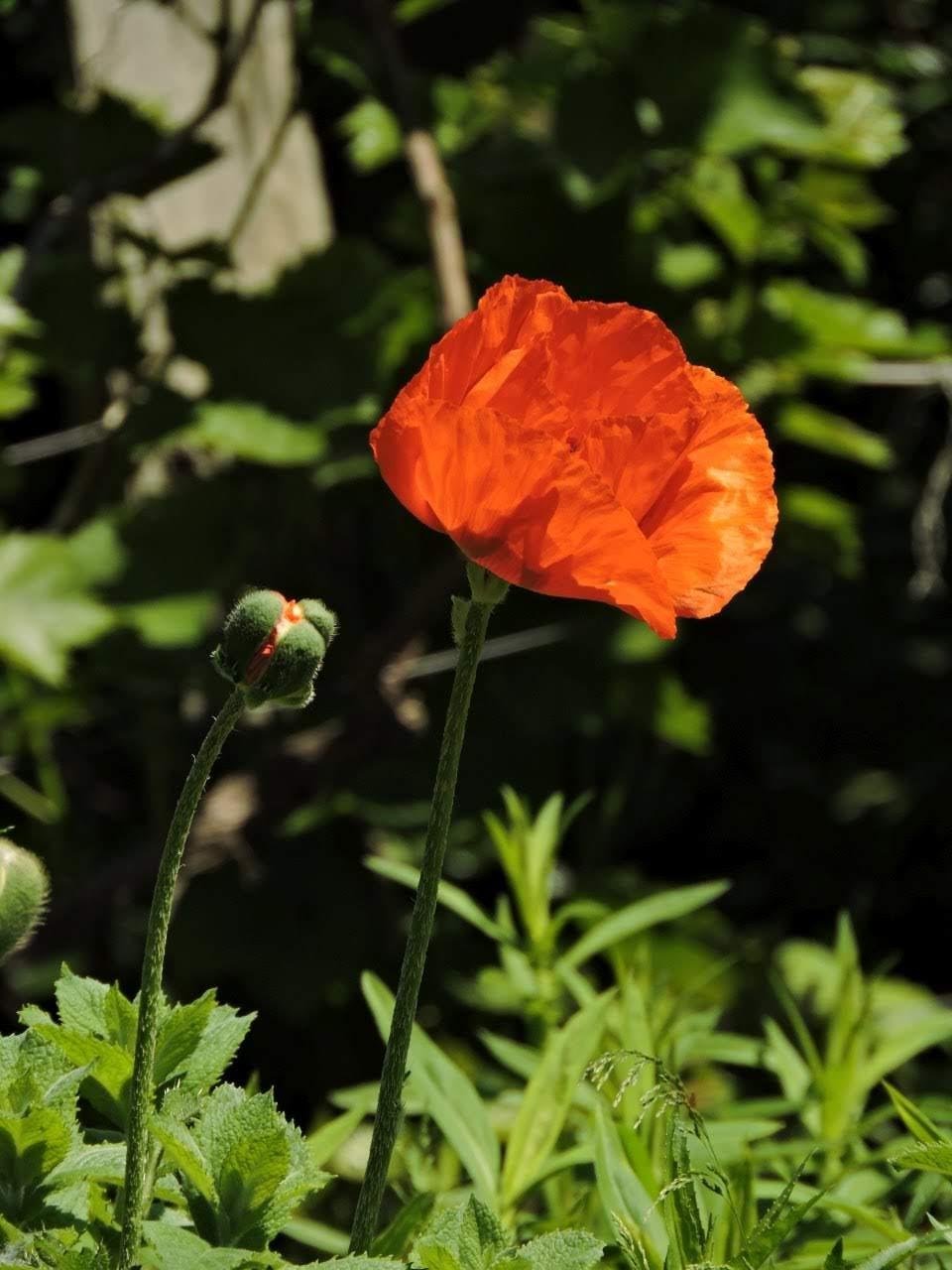 Bright orange poppy flower in full bloom with crinkled petals, standing on a tall green stem. Nearby, a bud is about to open. Lush green foliage fills the background, partially shaded.