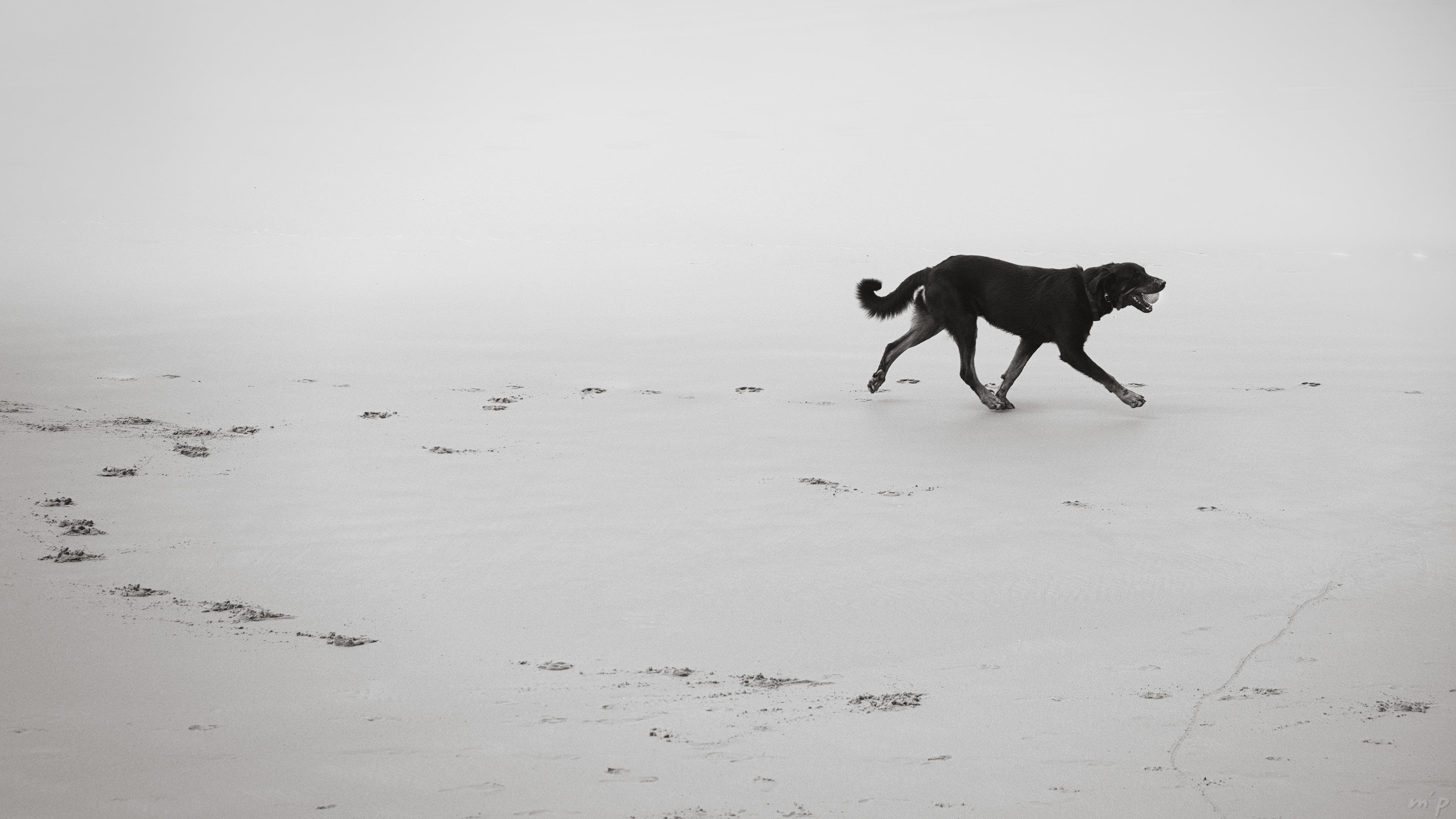 🇬🇧 Horizontal black and white photo of a dog running on a beach, a ball in the mouth. You can follow its route in a loop by its footprints on the sand. The photo is taken while only his left front is on the ground in his trot, the other legs being in the air. A mist diffuses the entire background.

///

🇫🇷 Photo noir et blanc horizontale d'un chien courant sur une plage, une balle dans la gueule. On peut suivre son trajet en boucle par ses traces de pas sur le sable. La photo est prise alors que seule son antérieur gauche est au sol dans son trot, les autres pattes étant en l'air. Une brume diffuse tout l'arrière plan.