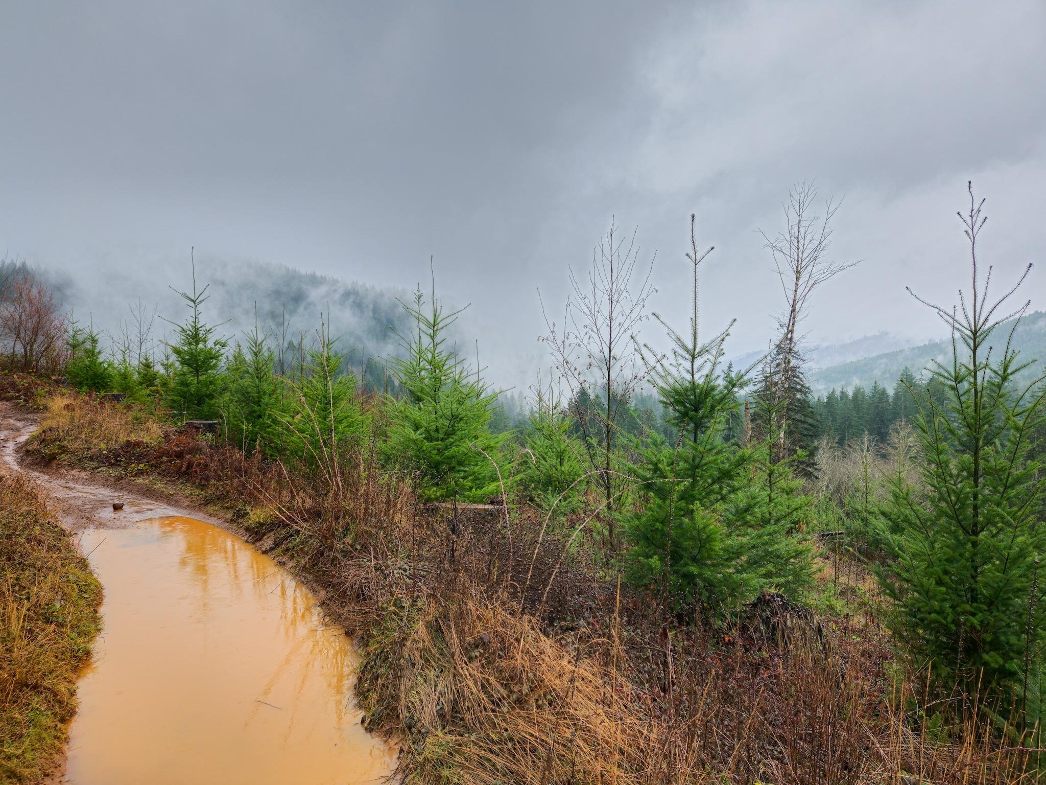 This image depicts a misty forest landscape. In the foreground, there is a muddy path with a large puddle of water. Alongside the path, there are small green coniferous trees and some bare branches. In the background, densely wooded hills can be seen, partially obscured by fog and clouds, creating a moody atmosphere.