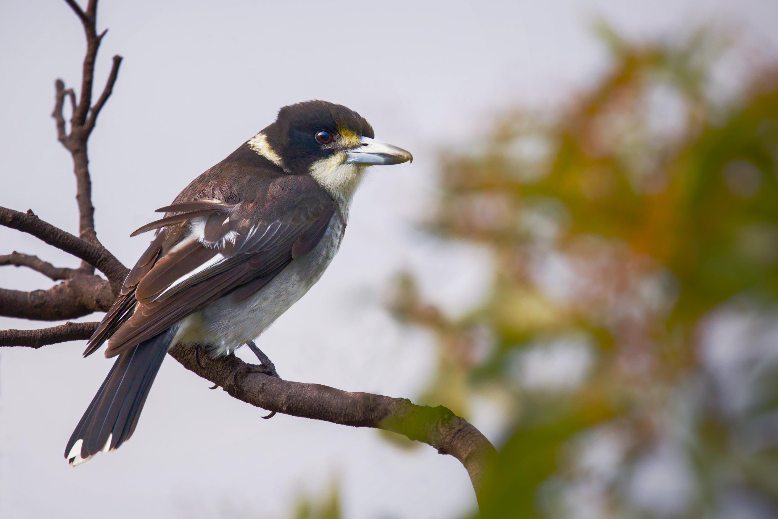 A Grey Butcherbird perched on a bare tree branch, facing right, with blurred green foliage and sky in the background.