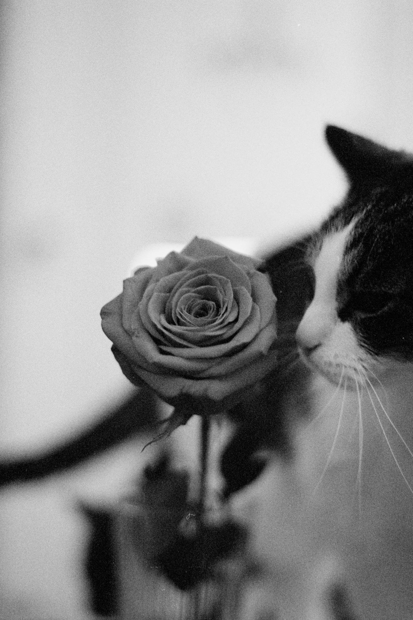 Black-and-white close-up of a rose in the left foreground with a blurred cat’s face on the right, its nose near the flower; soft-focus background.