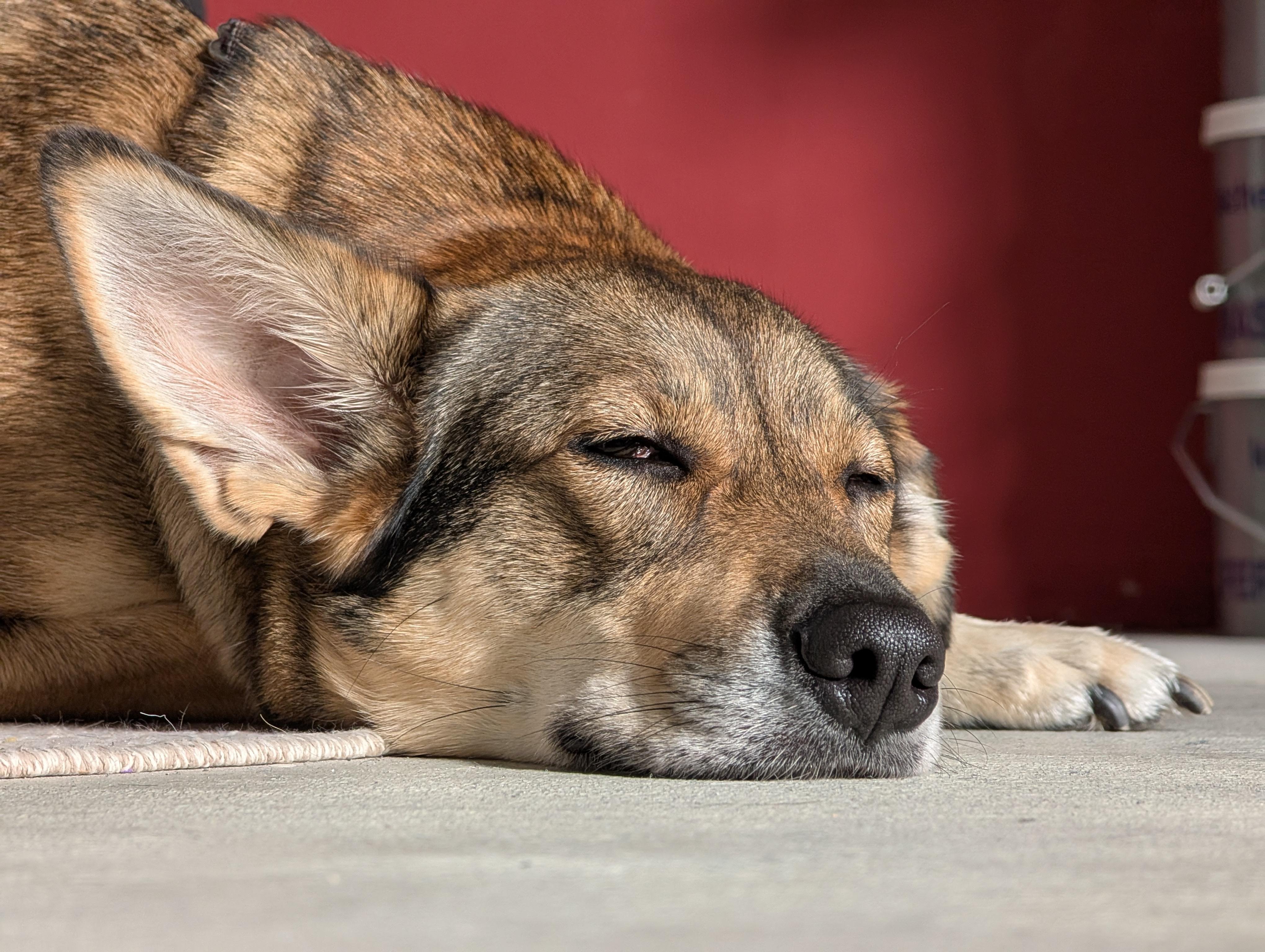 A brown and white dog with a thick coat and one large ear lying on a flat surface, partially shaded. Its eyes are partly closed, and its head rests on the ground. The background is a red wall with soft lighting.