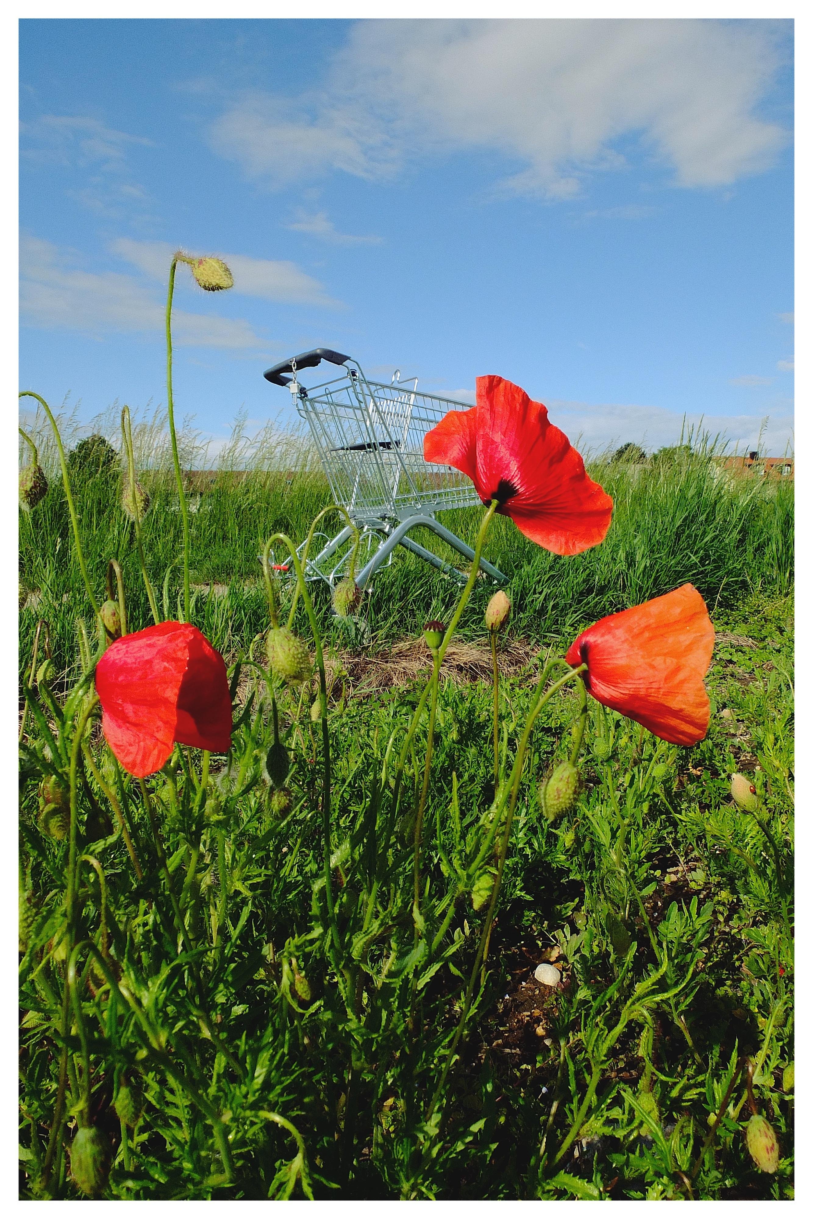 Red poppies in the foreground with green stems and buds, a shopping cart in the middle ground, set in a grassy field under a blue sky with scattered clouds.