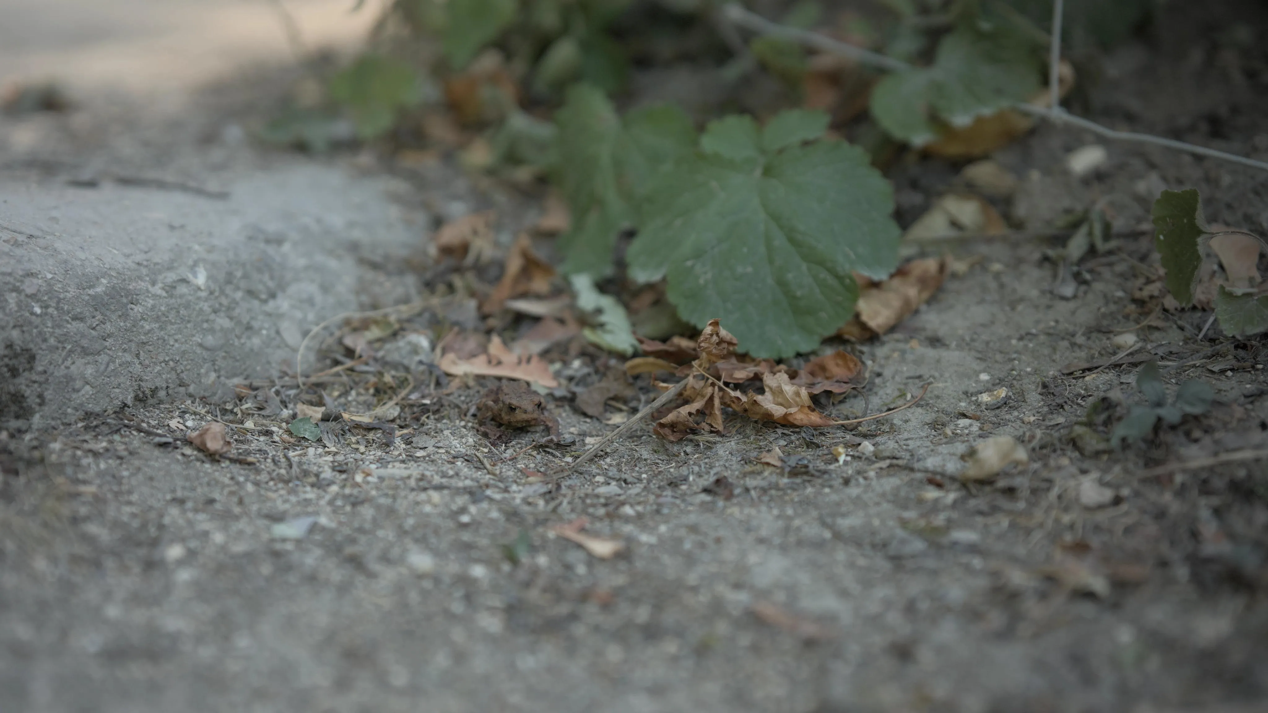 Wide-angle, macro photograph of small leaves and branches on a soil floor with a frog sitting in their midst. The frog is light brown in color with darker spots and blends in with its environment. The frog is facing the camera.