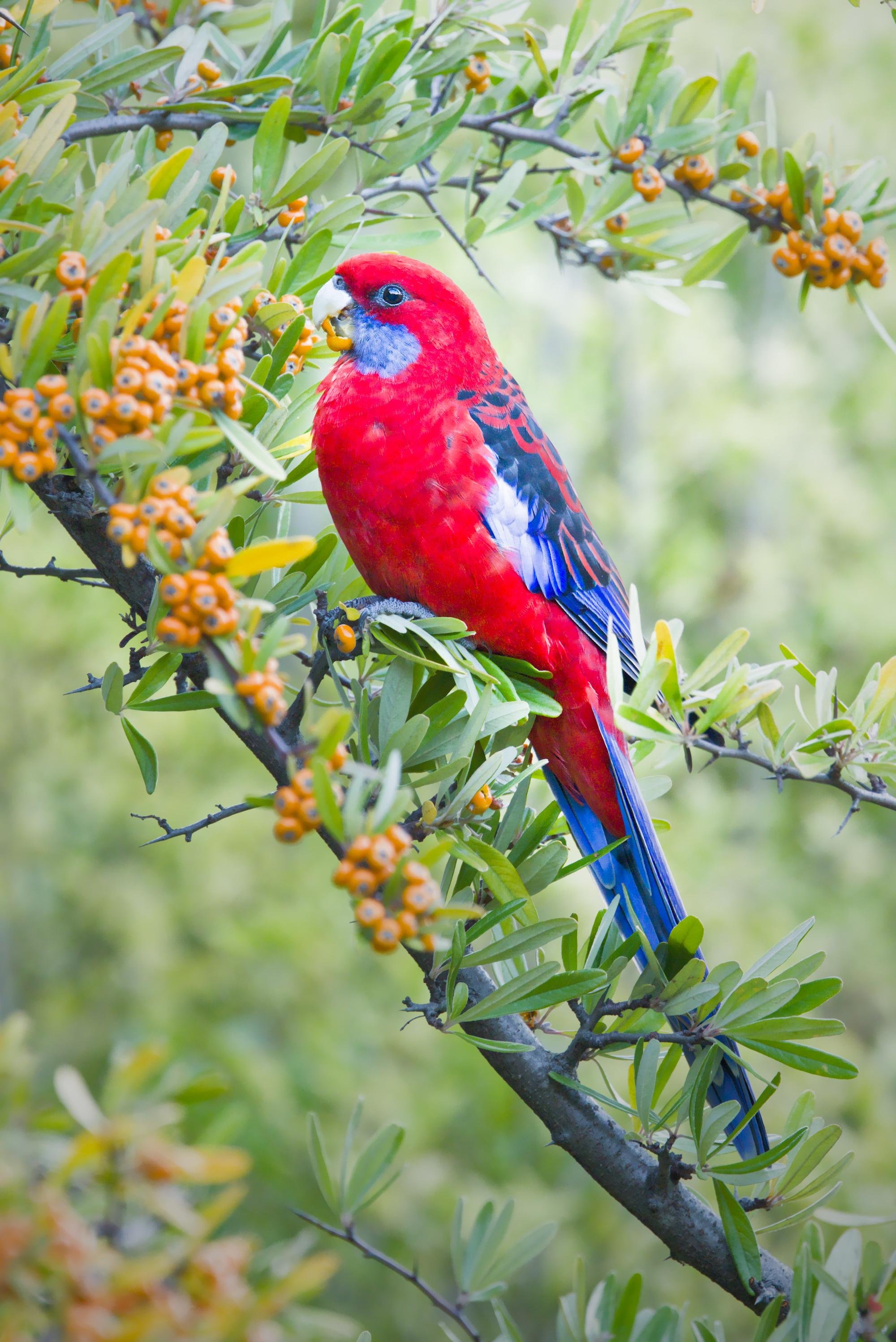A Crimson rosella, eating an orange berry among clusters of small orange-like berries, with a blurred green background.