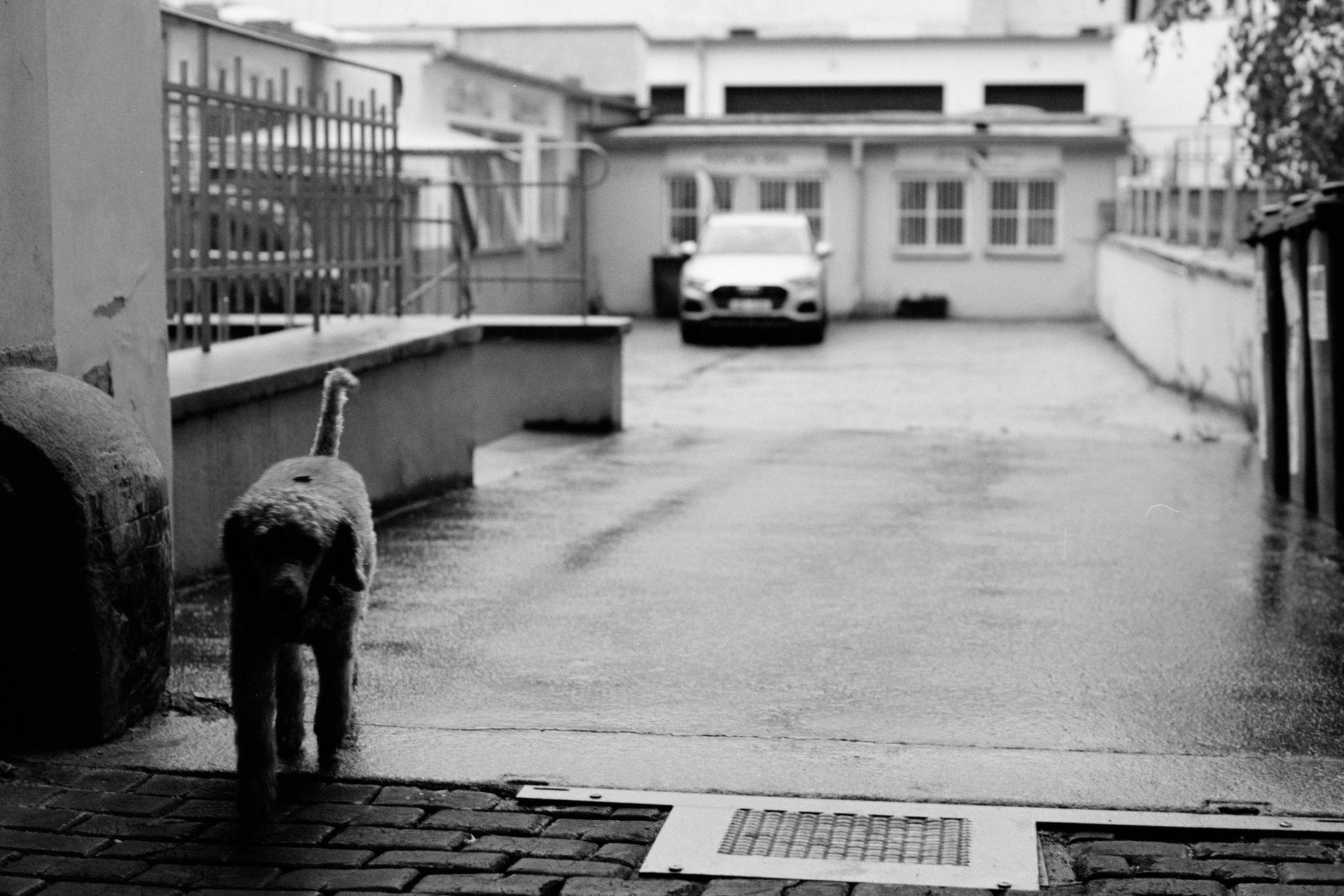 Small dog walking away in the foreground on a wet driveway, with a parked car and low building in the background; metal fence on the left and a wall with trees on the right in a black-and-white photo.