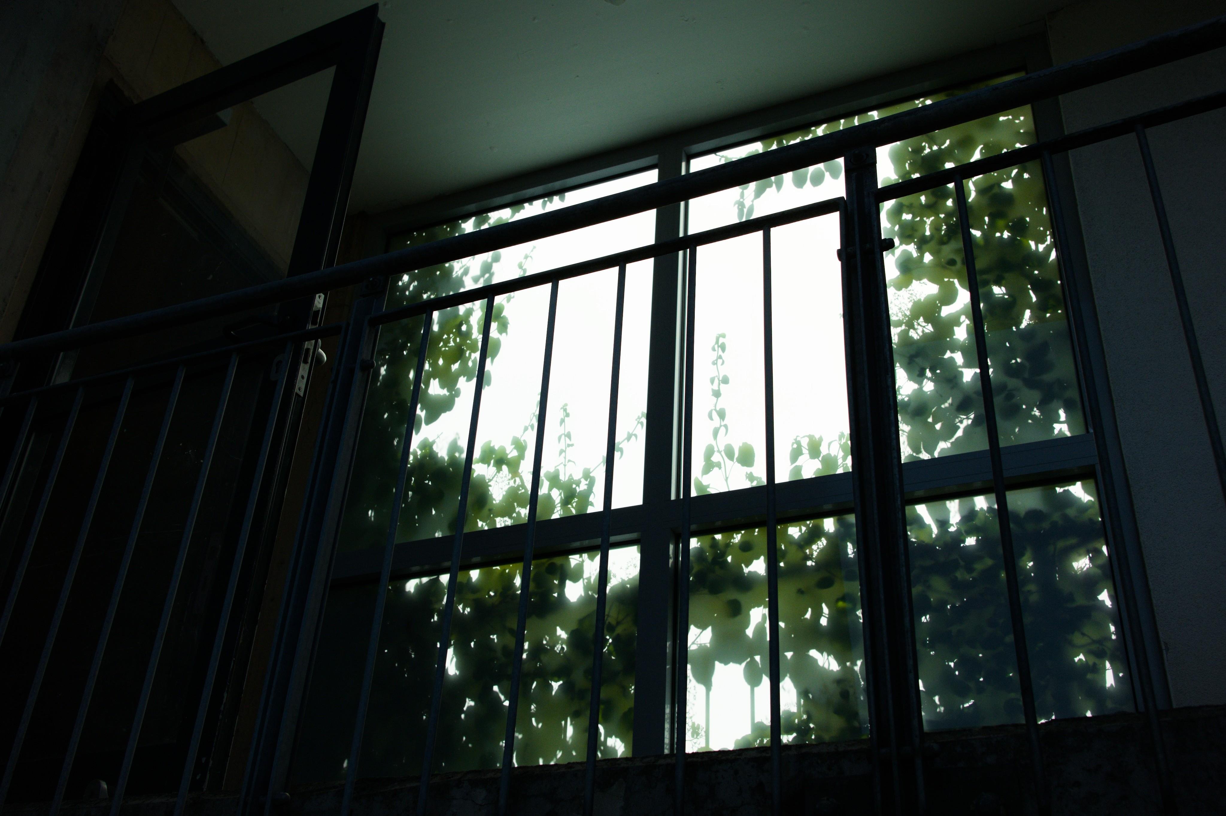Upward view of a black metal railing and large window panels, with bright overexposed daylight and leafy vines visible outside.
