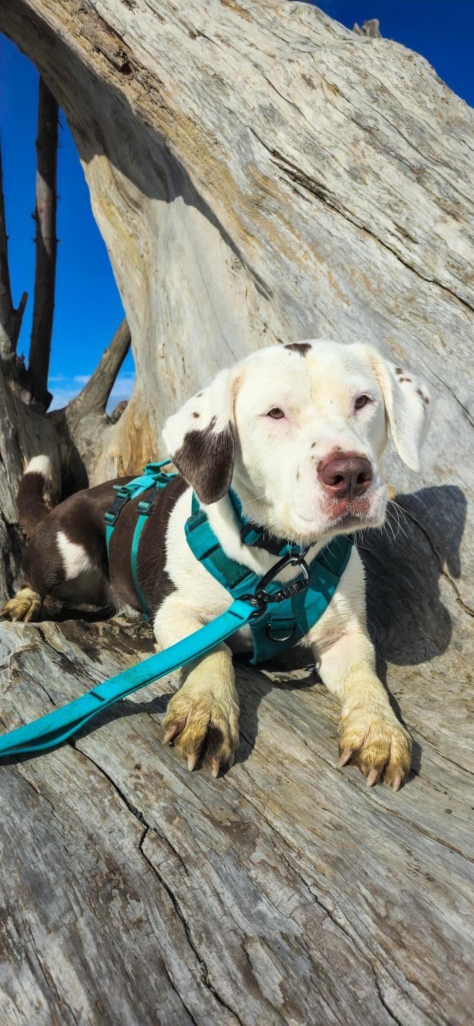 A white and brown spotted dog lies resting on a large piece of weathered driftwood at the beach, wearing a teal harness with leash attached. Clear blue sky is visible behind the dog.