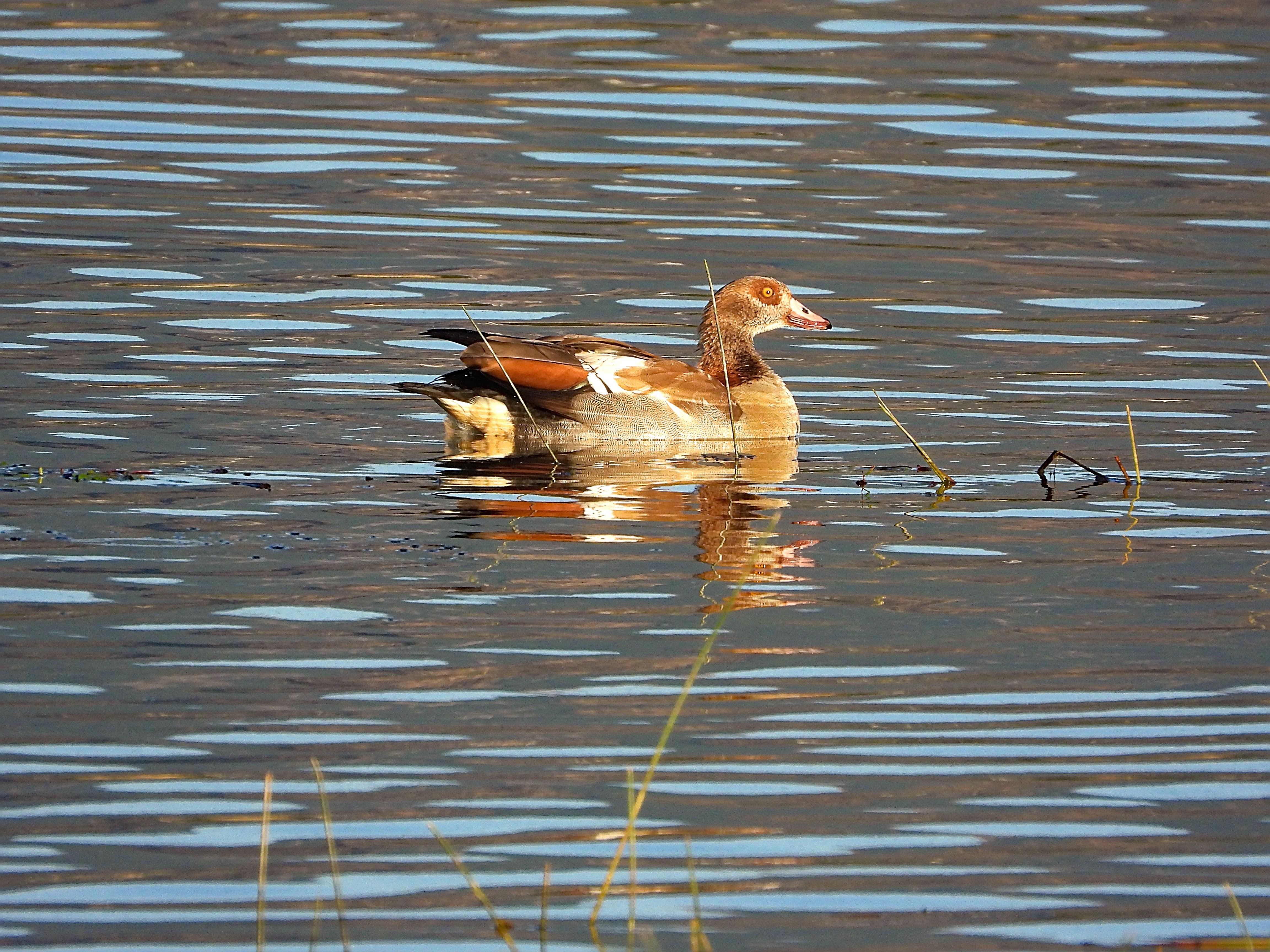 De tamaño intermedio entre el de un ánsar y un ánade, este ganso tiene un color predominantemente pardo, destacan unas manchas castañas en torno a los ojos y en la parte baja del pecho. En general mezcla diversos tonos de ocre y marrón lo que le hace muy vistoso. Está nadando y del agua que tiene multitud de reflejos blancos entre las pequeñas ondas, surgen algunas ramas. 

Si estás leyendo este texto es porque tienes dificultades de visión y espero que te haya ayudado a ver la imagen. Si no ha sido así, te agradecería los comentarios.
Si lo has leído aunque ves la imagen sin problemas recuerda que debes poner un texto alternativo en tus archivos multimedia para que todo el mundo pueda disfrutarlos.
