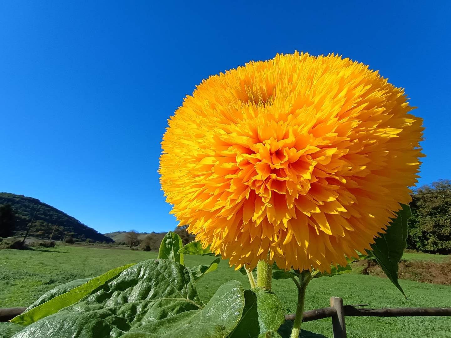 Un girasole perfetto, giallo tanto carico da sfociare nell'arancio, si staglia contro un cielo azzurro limpidissimo e un panorama di alberi e colline.