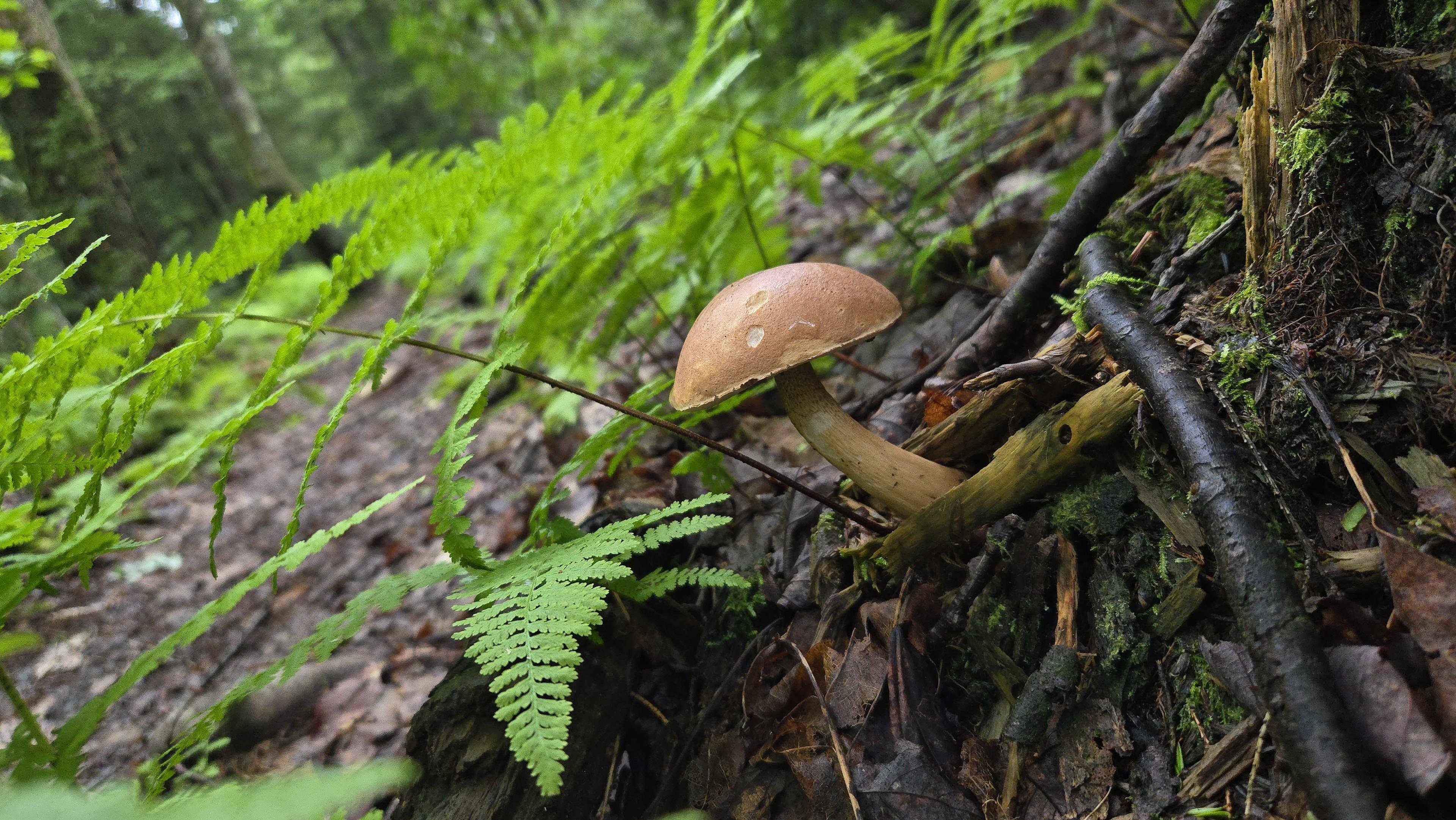 A brown mushroom and ferns among decaying sticks on the forest floor.